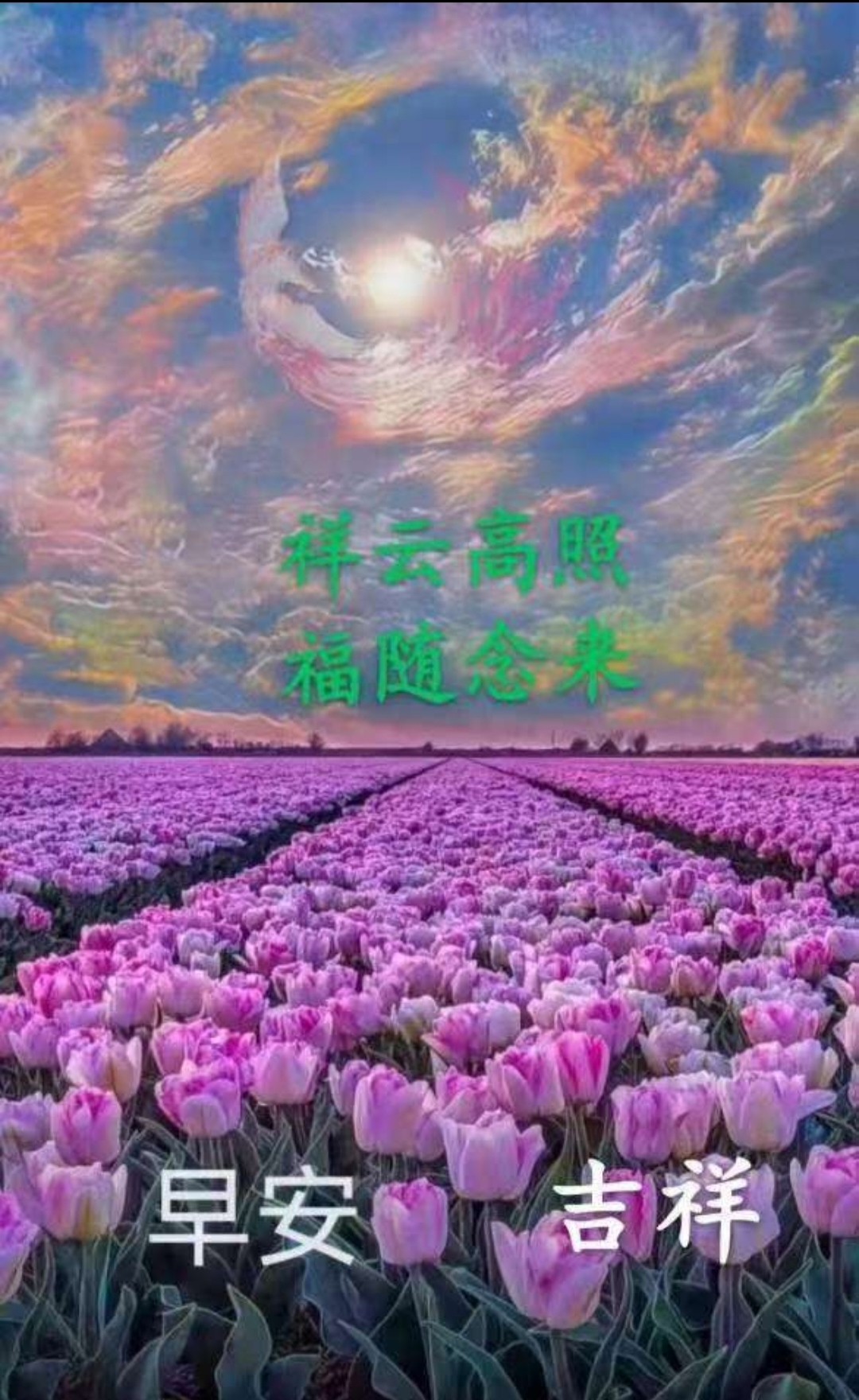 画面展现了绚烂云霞下大片的紫色郁金香花田