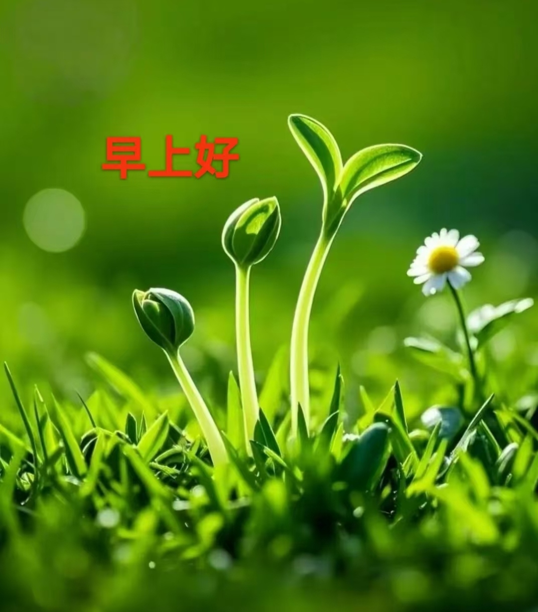 画面中是生机勃勃的嫩绿幼苗和清新小花,早安 "早上好" 的红色文字