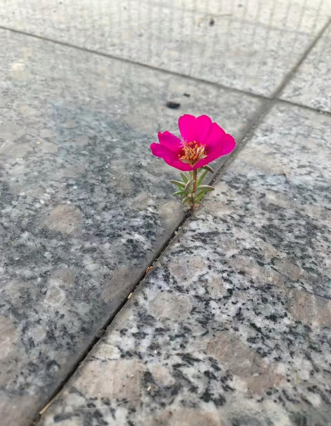 生活中处处充满美好,就比如说这朵小花,坚强的从石缝里长了出来,而且