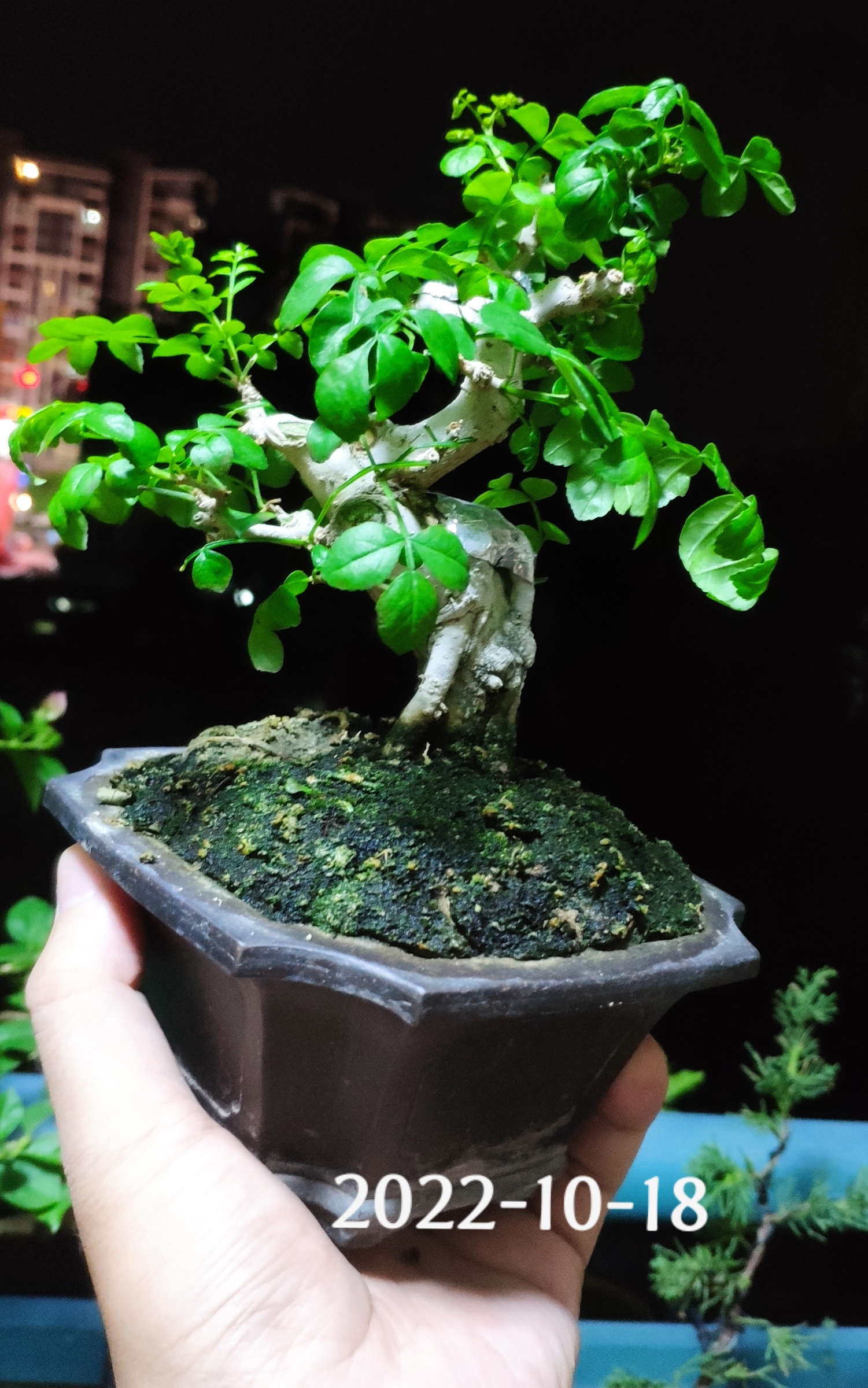 这个季节的对节白蜡在原生地已经落叶了,在广东却脱衣换锦,再次生机