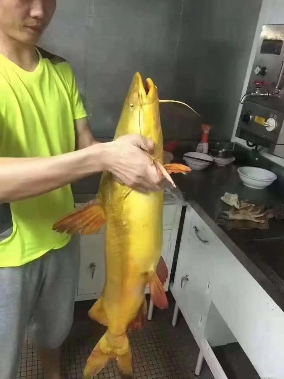 求大神科普,真的有这么大的黄辣丁吗?