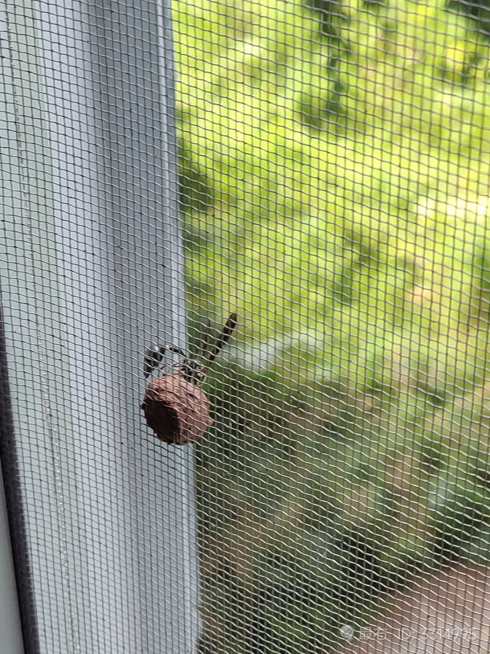 不知道什么虫,在我房间的纱窗上面筑巢,好想在它建完之后扣了