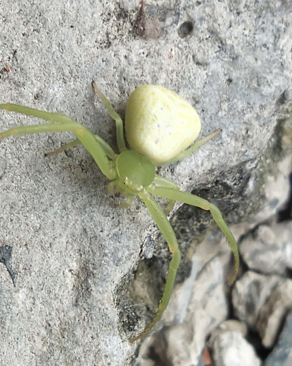 这是啥蜘蛛,有毒不,开车时粘脖子上了