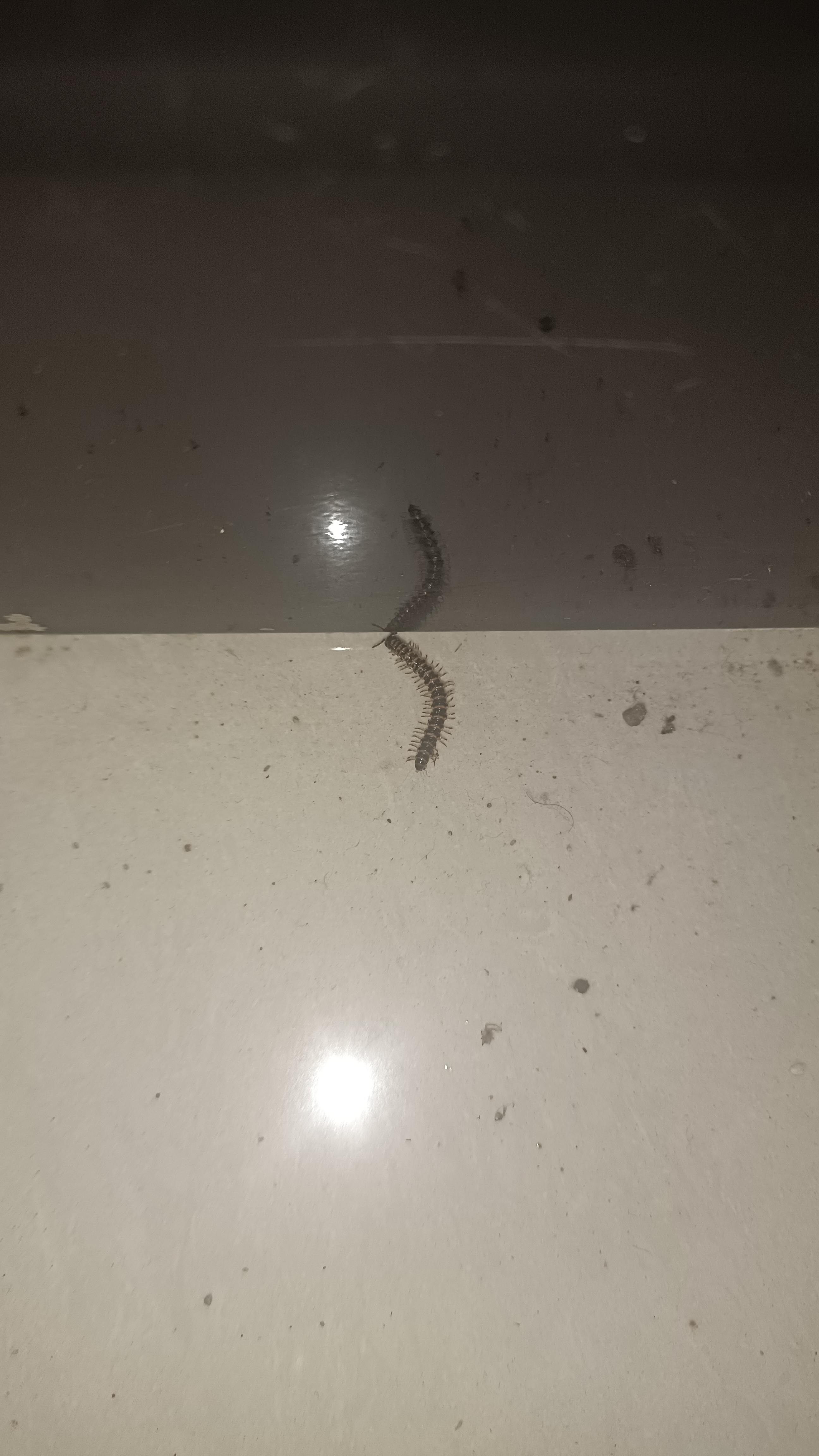 亲,知道这是什么虫吗?