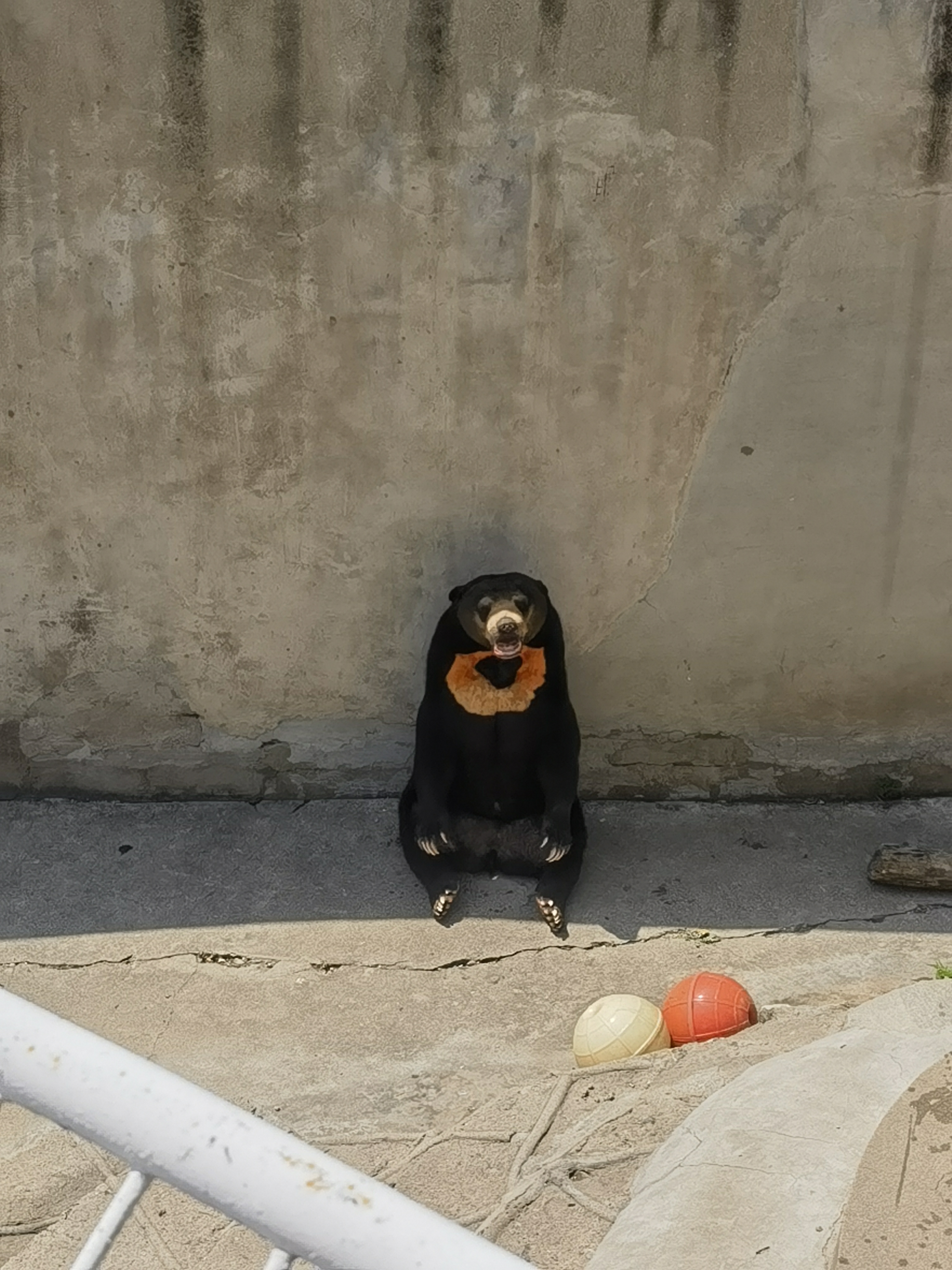 天津动物园马来熊