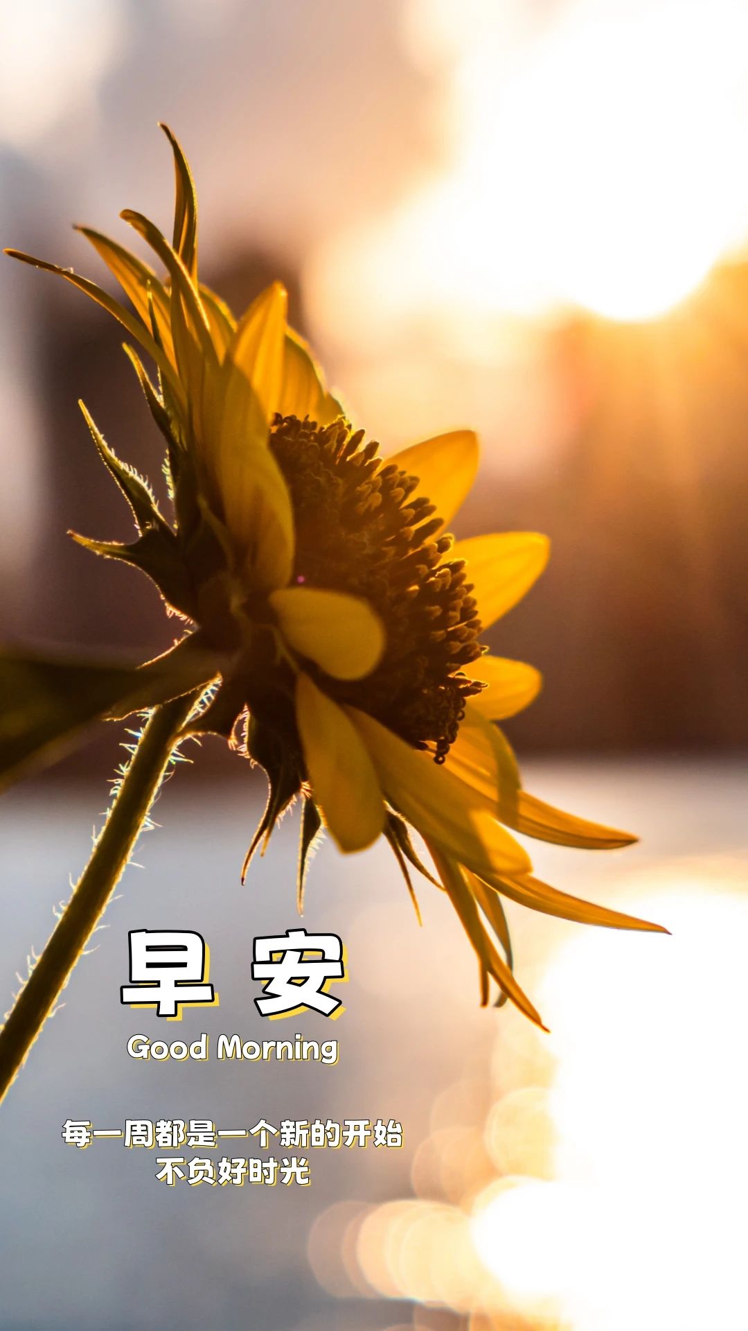 早安壁纸 在人生的旅途中,每个人都携带着各自的理想和目标.