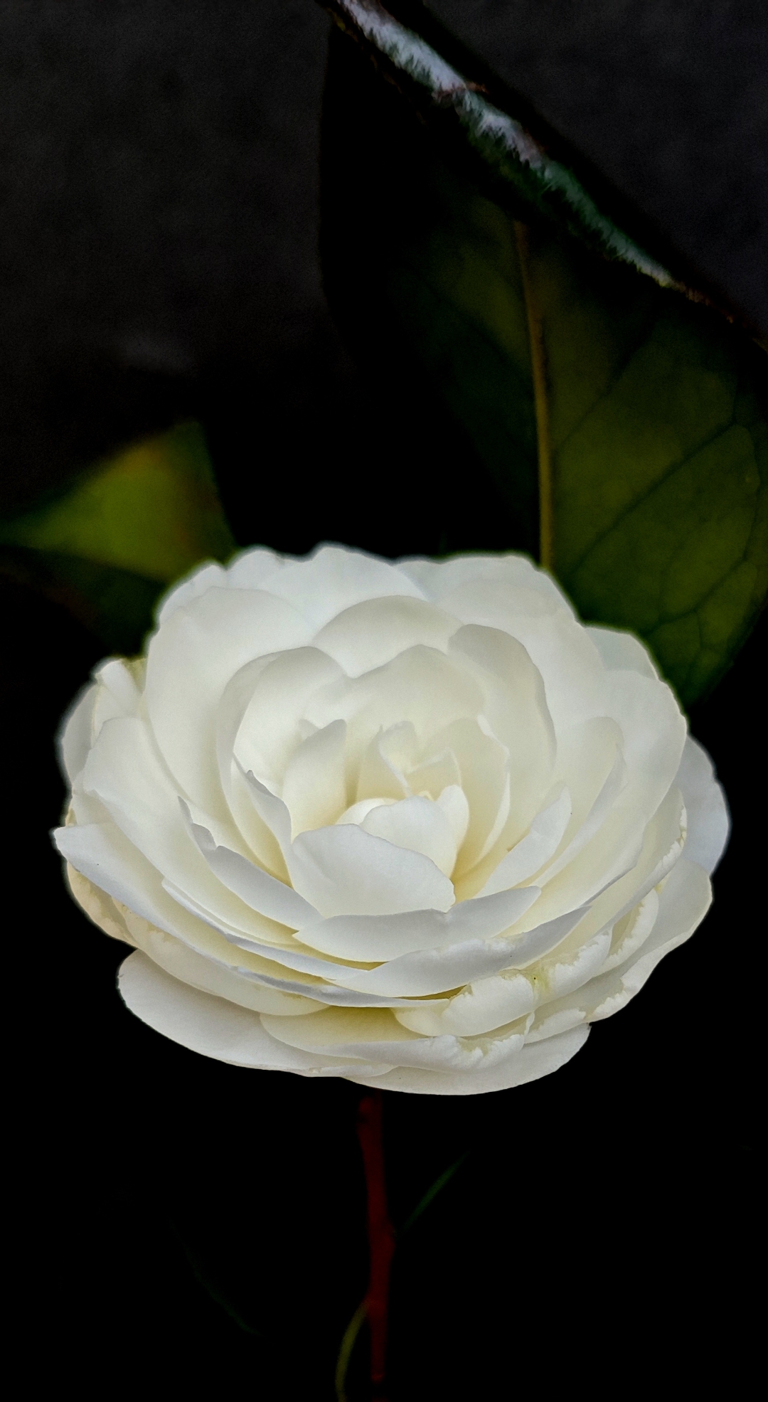 清晨的柔光漫过窗台,窗外小道边那棵白山茶便成