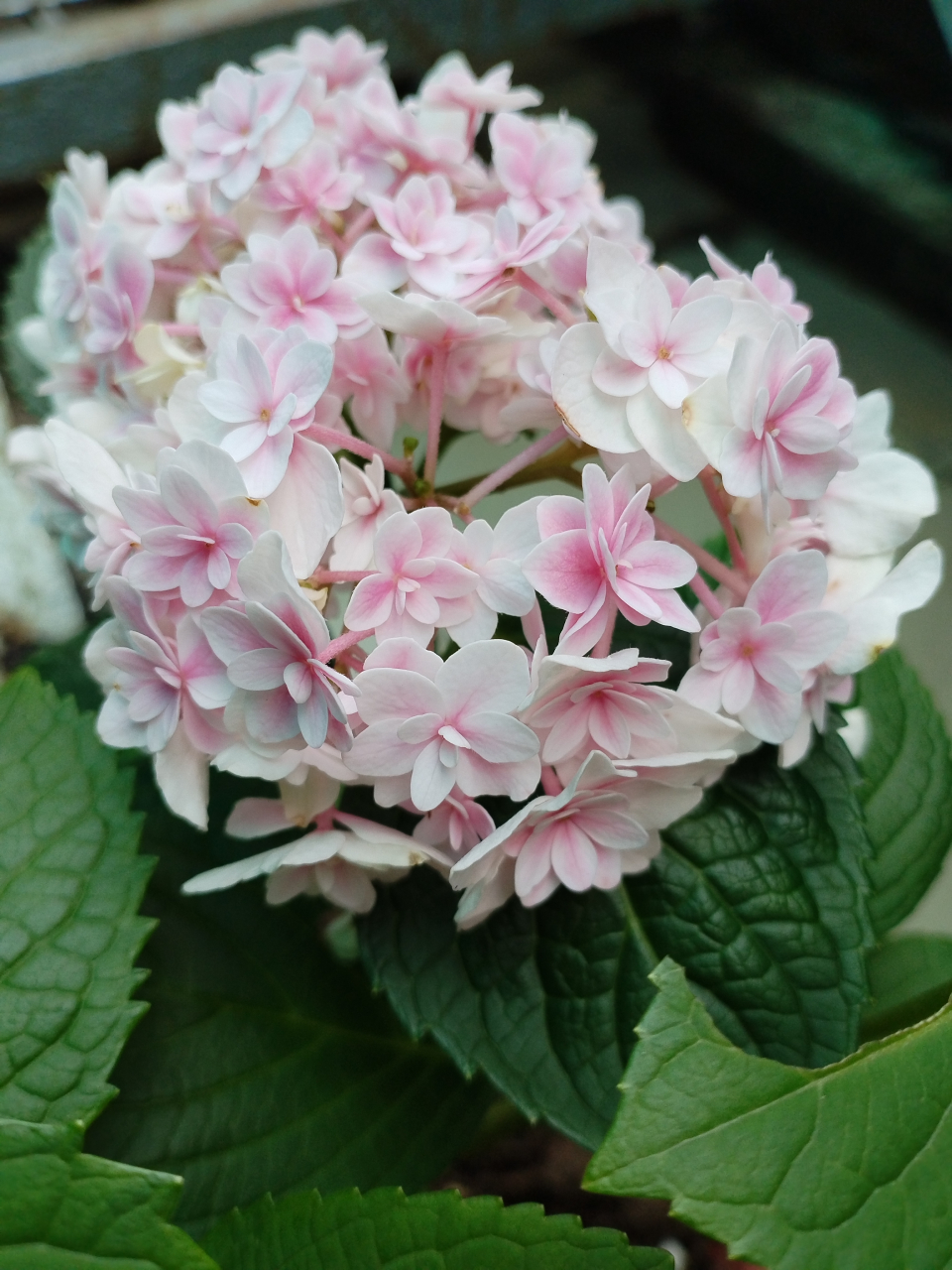 辉夜姬绣球花,也不觉得有多惊艳  不知道是一直缺少阳光,还是它本来就