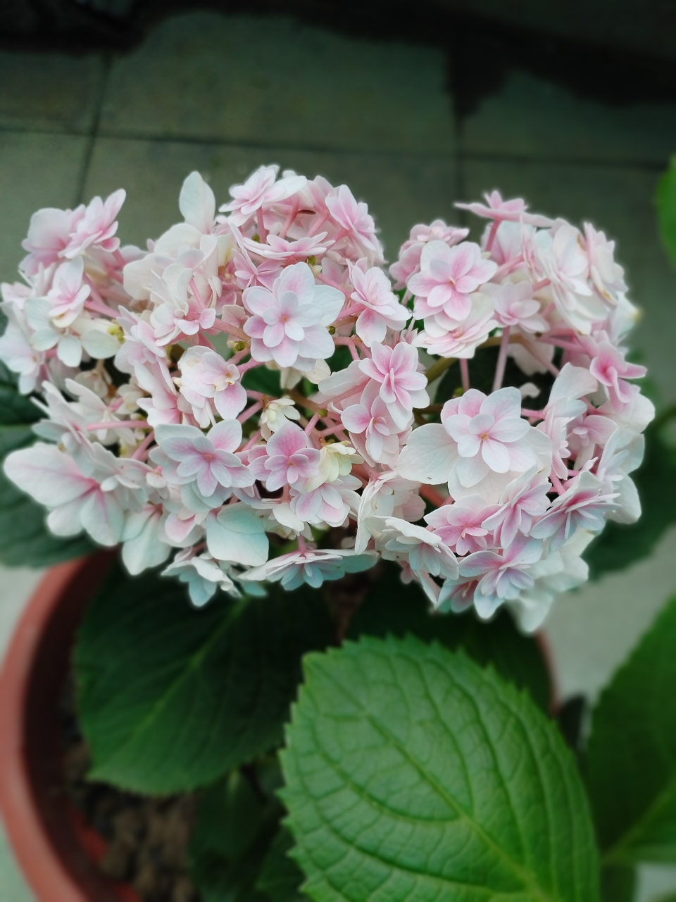 辉夜姬绣球花,也不觉得有多惊艳  不知道是一直缺少阳光,还是它本来就