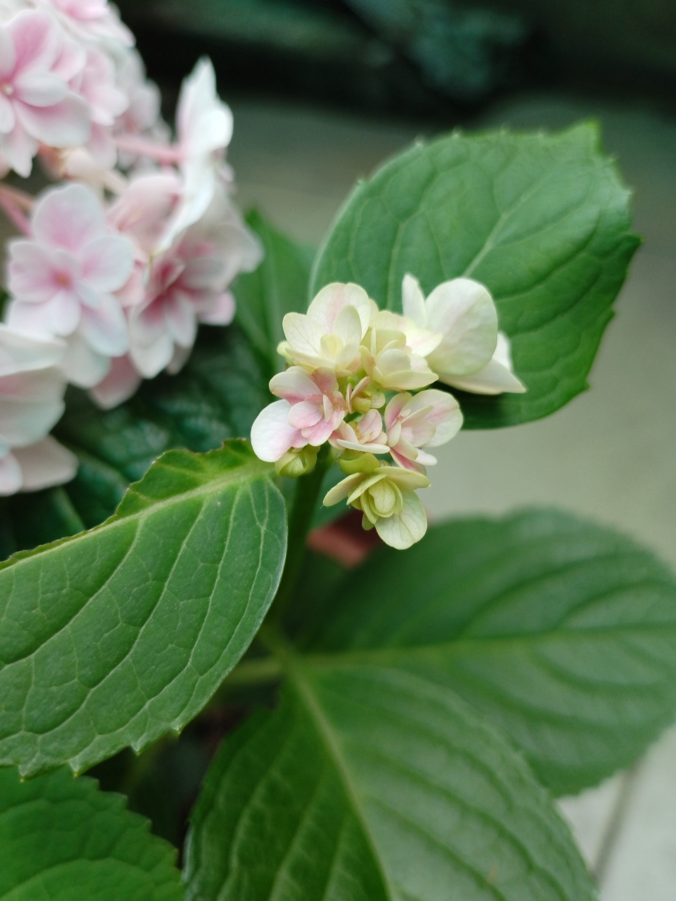辉夜姬绣球花,也不觉得有多惊艳  不知道是一直缺少阳光,还是它本来就
