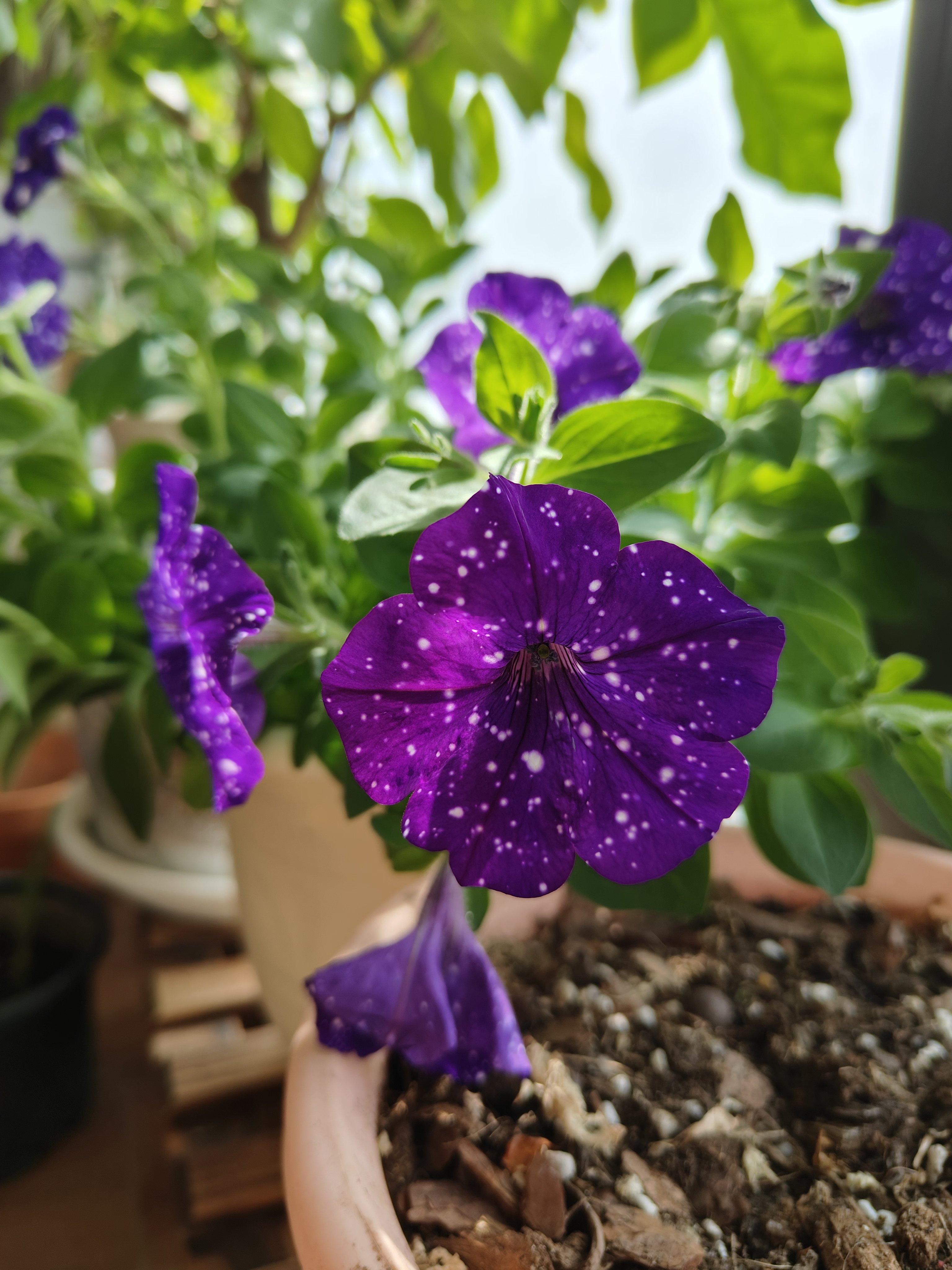星空矮牵牛居然有淡淡百合香味,有点意外#阳台养花# #向春天出发