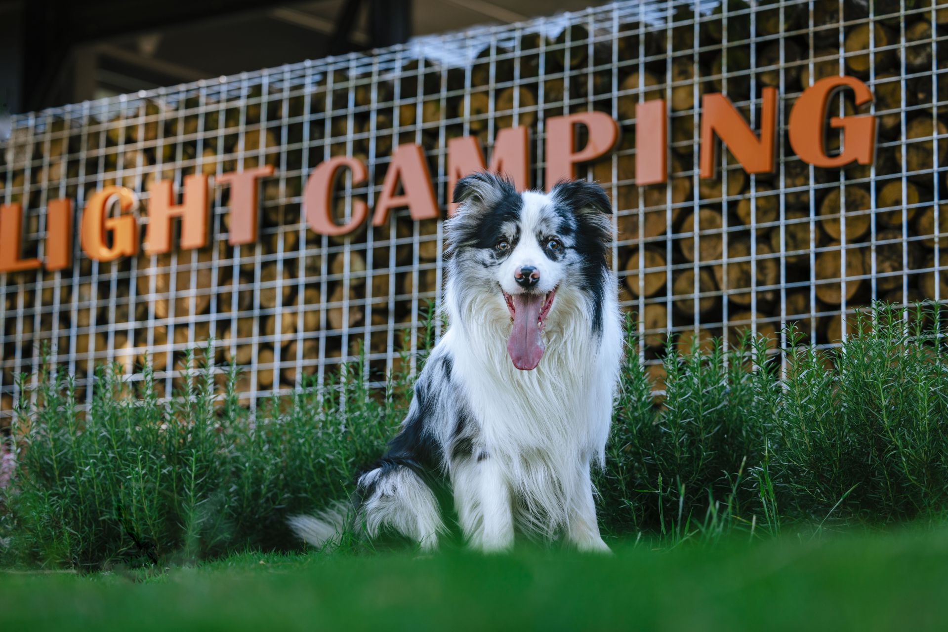 这样的边牧犬,你喜欢吗?【宠物摄影】#汪星人家长会#