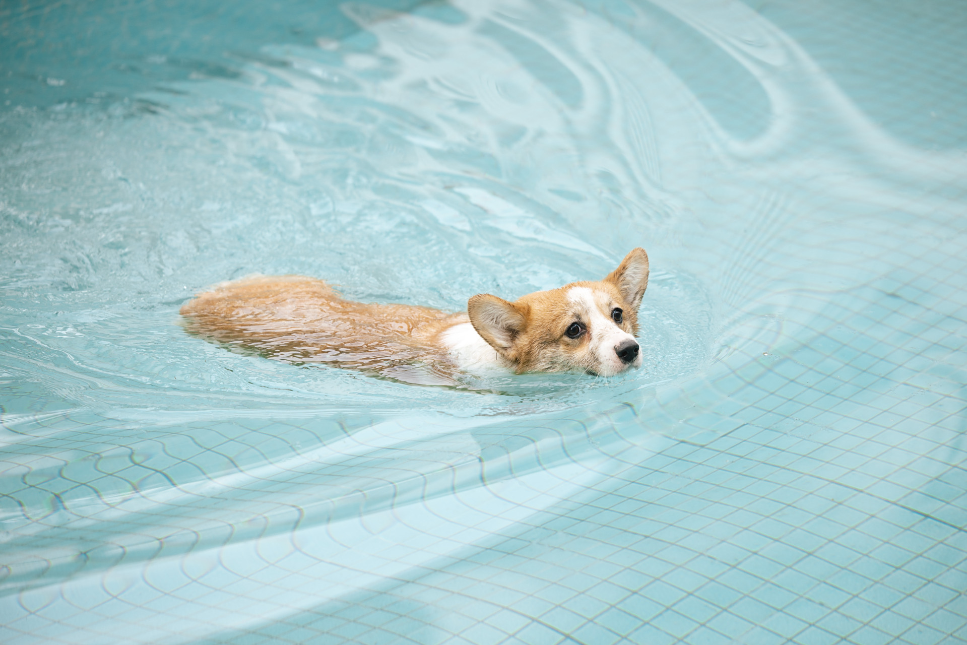 可爱的狗狗, 跳入泳池, 展现真正的狗刨式泳姿!