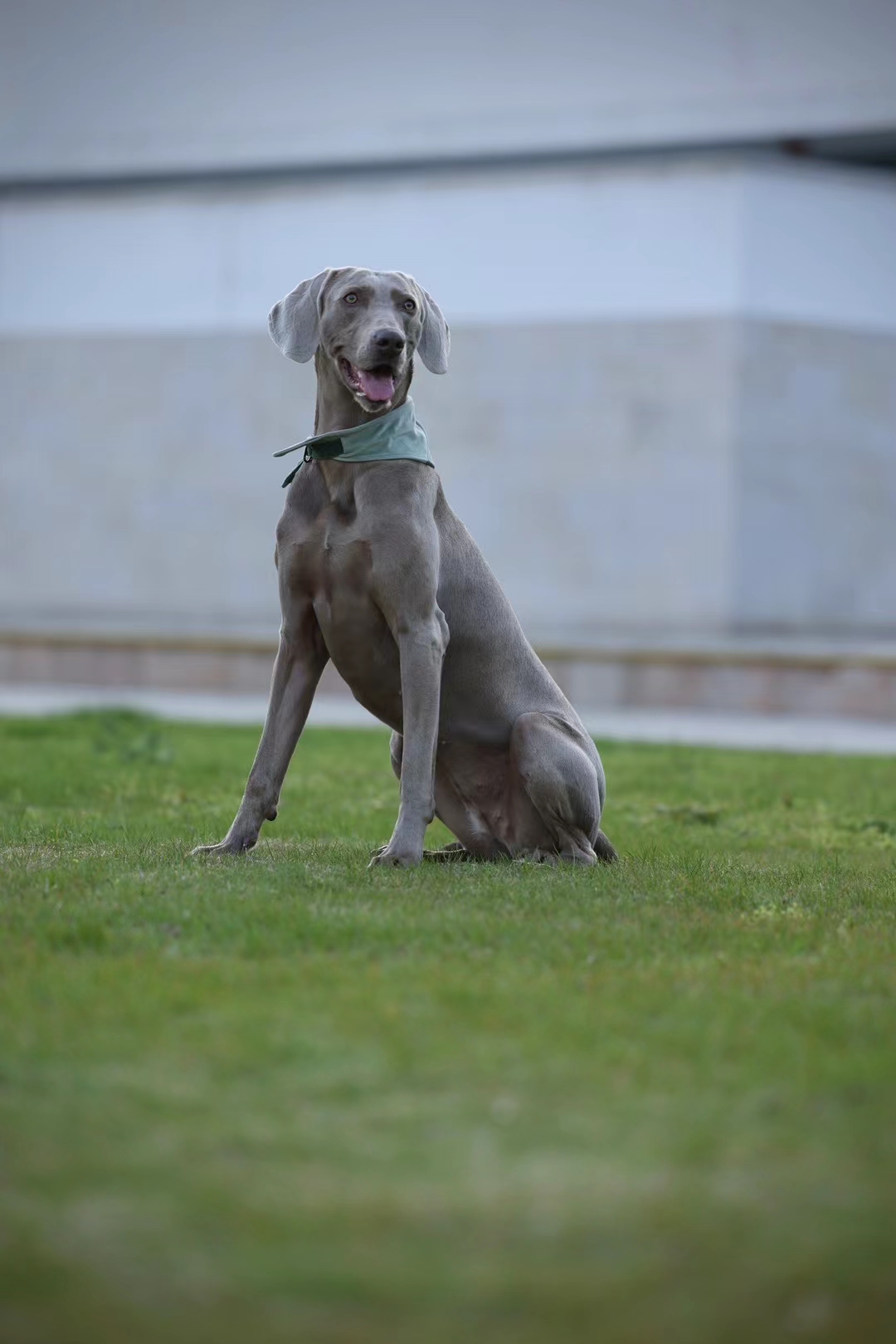 摄影作品# #狗狗# 3.14 拍摄 威玛猎犬狗狗 宠物摄影师:魏艳