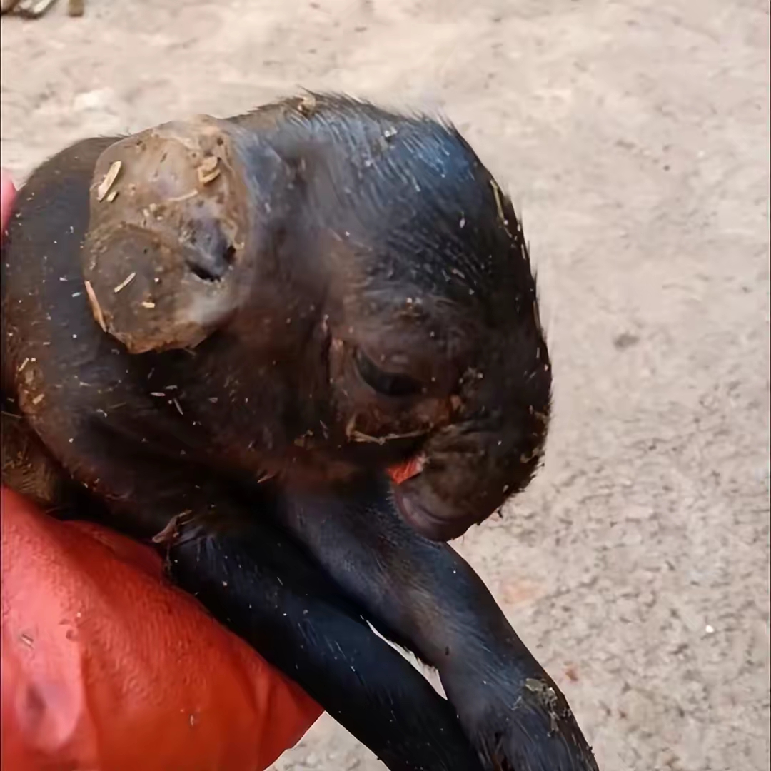 云南母猪生俩"象猪"!