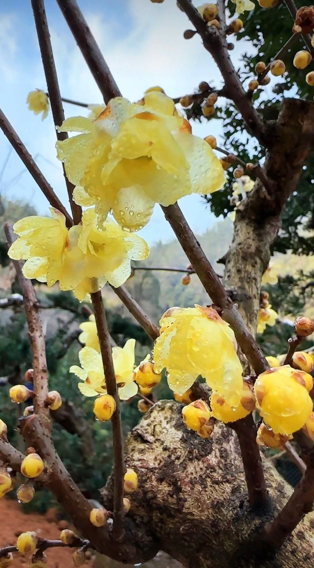 雨滴轻轻敲打着腊梅的花瓣,像是轻柔的乐章,又似是自然的诗篇.