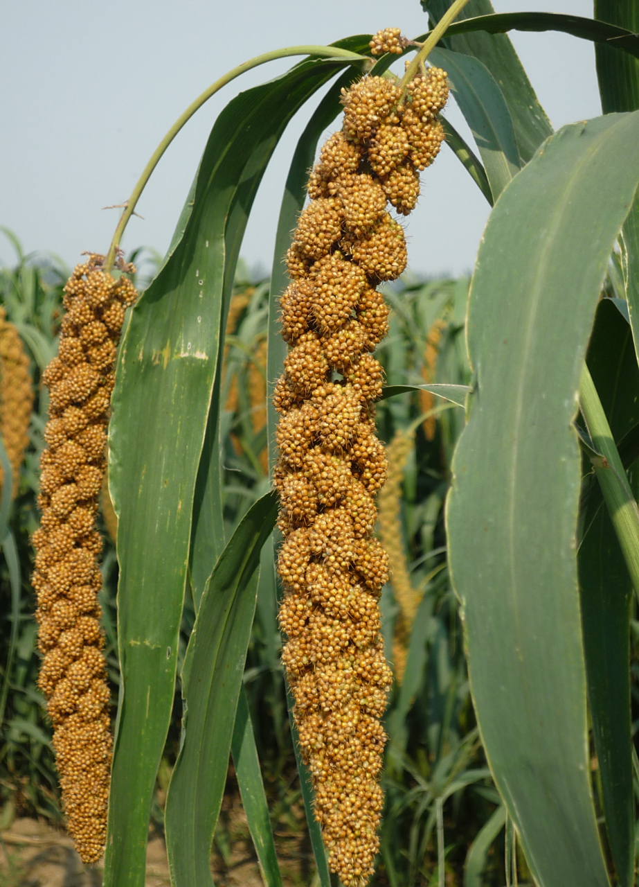 山文化遗址话"粟谷"