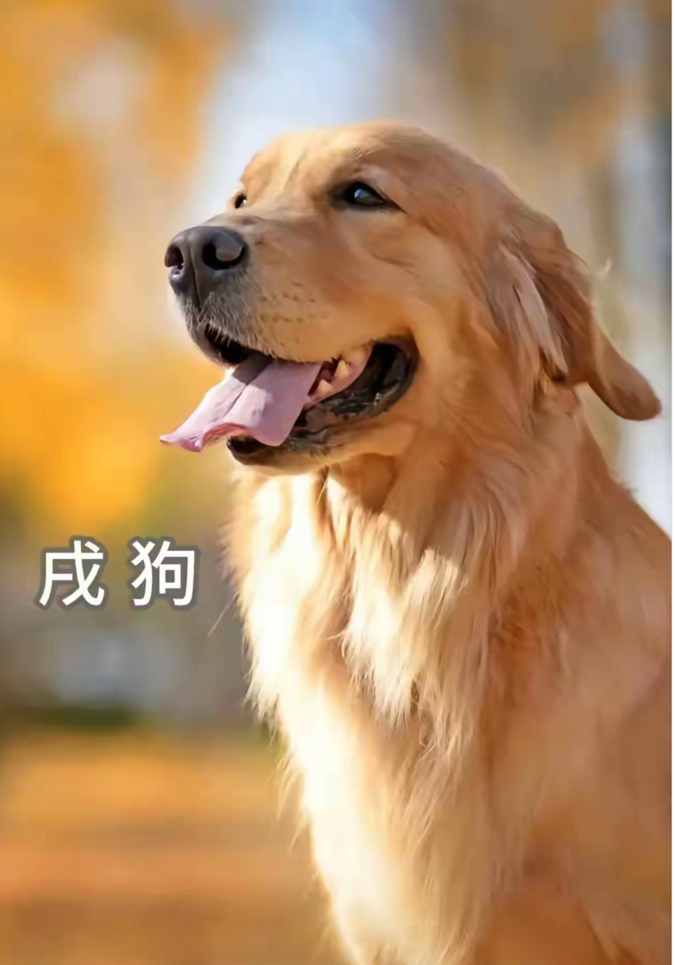 生肖狗9月3日运势(2021年属狗9月3打牌方位)