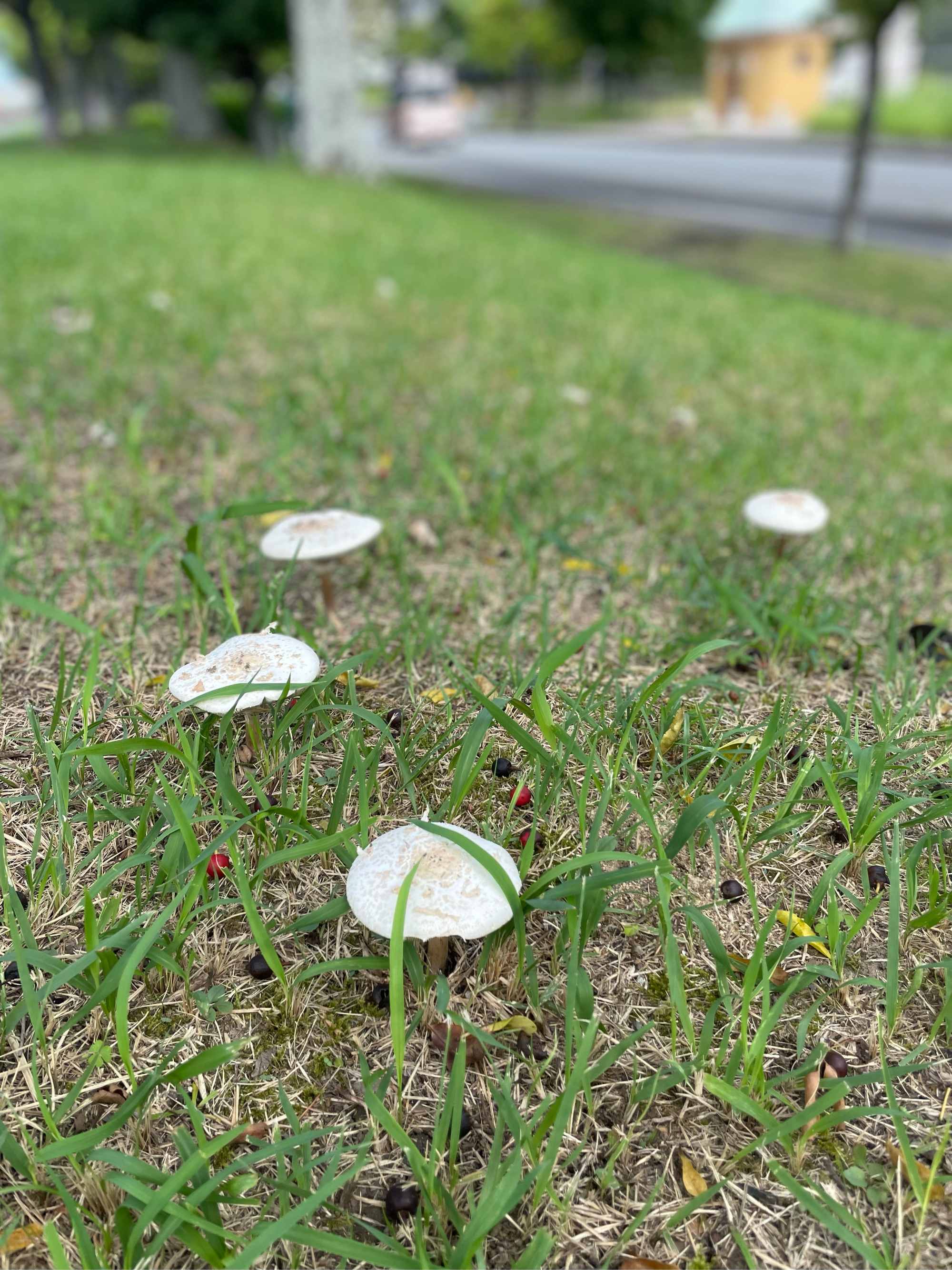 草地上的蘑菇图片