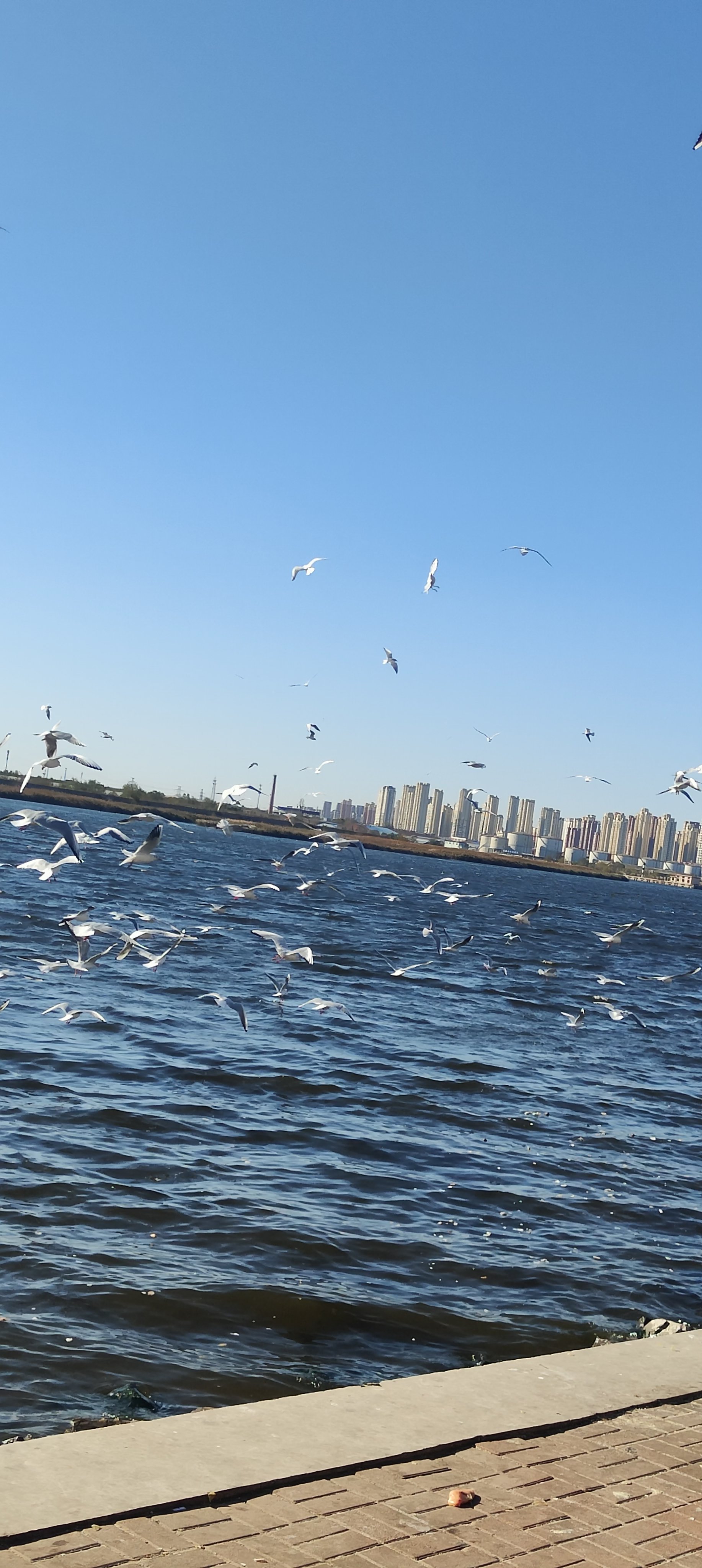 海鸥图片大全唯美图片