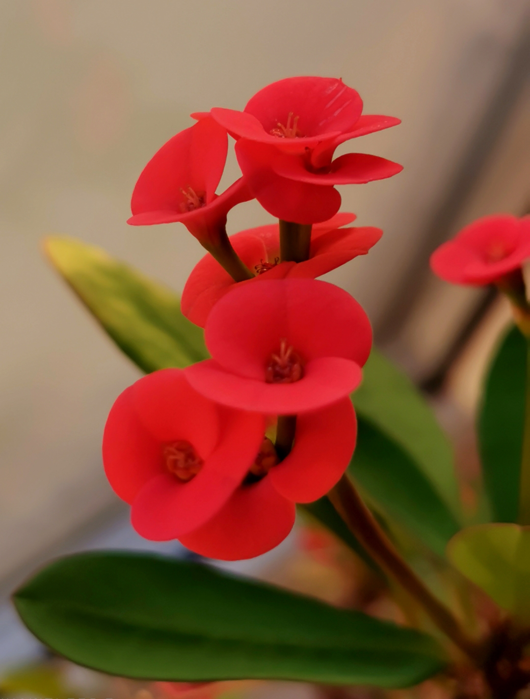 大花虎刺梅壮阔而大气,妆染浓淡斑驳;小花虎刺梅,花色均匀如胭,小巧而