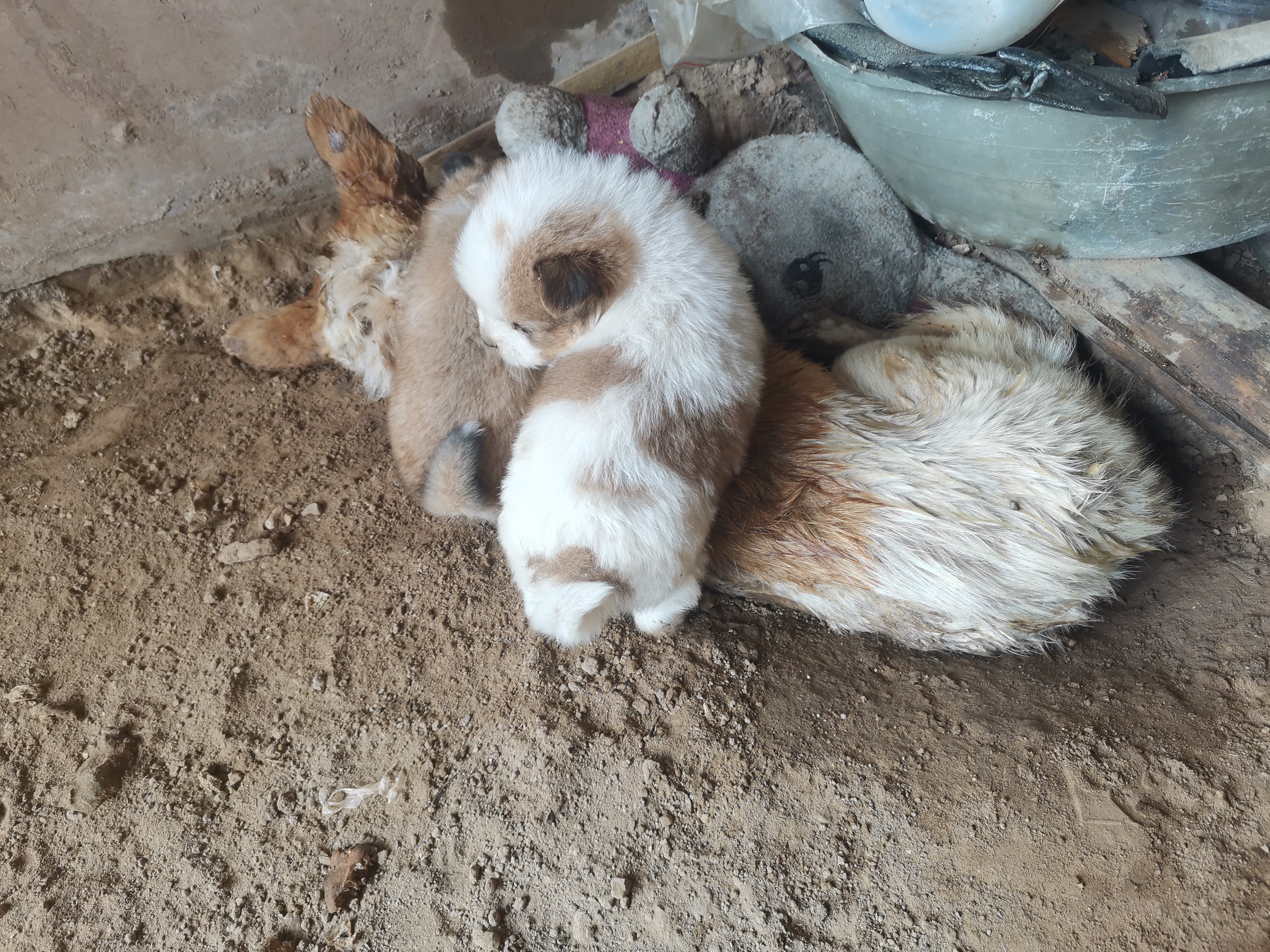 怎么办?外出一趟回来后狗就在井里头吊着,弄出来就不动了