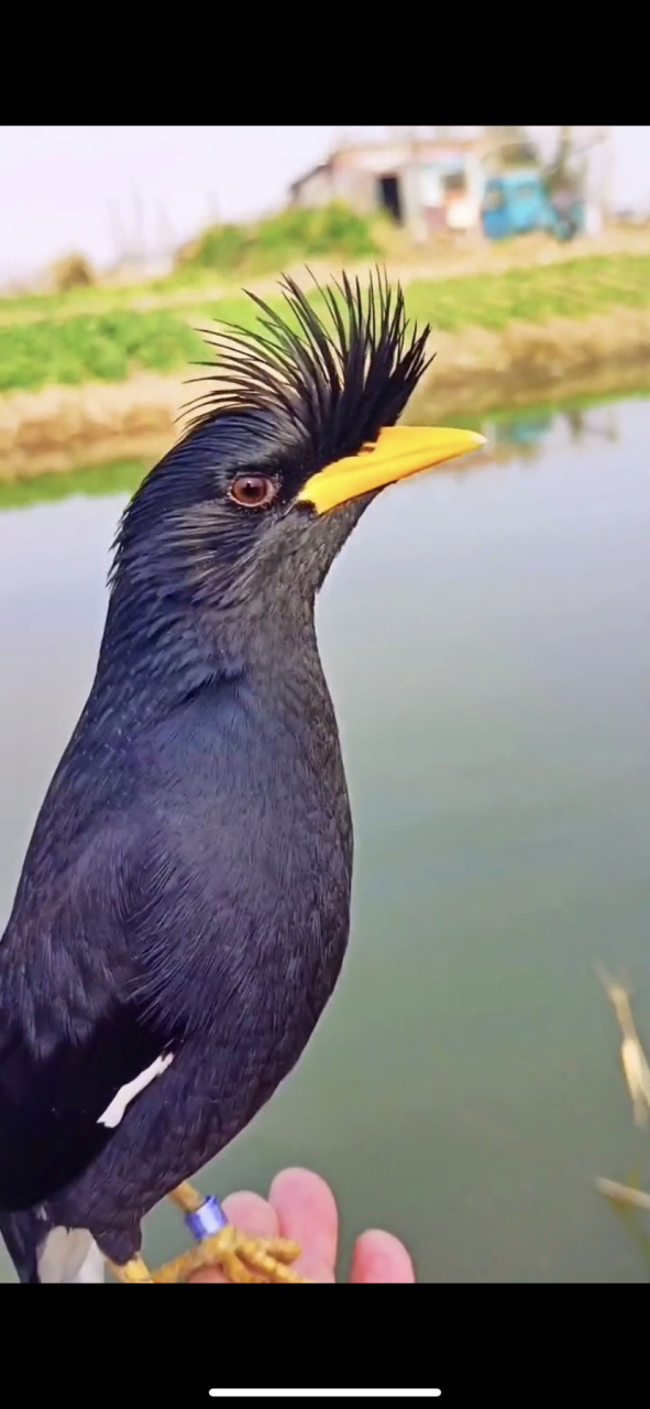 原来林八哥这么帅气#八哥鸟# #萌宠# #会说话的鸟#