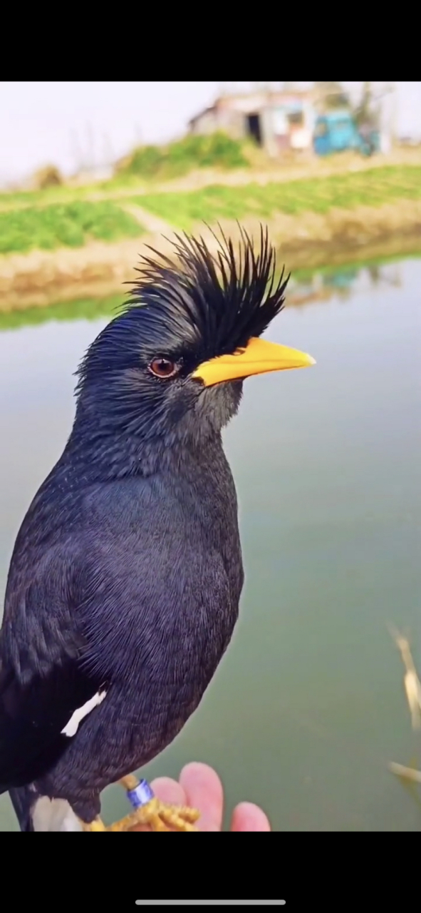 原来林八哥这么帅气#八哥鸟# #萌宠# #会说话的鸟