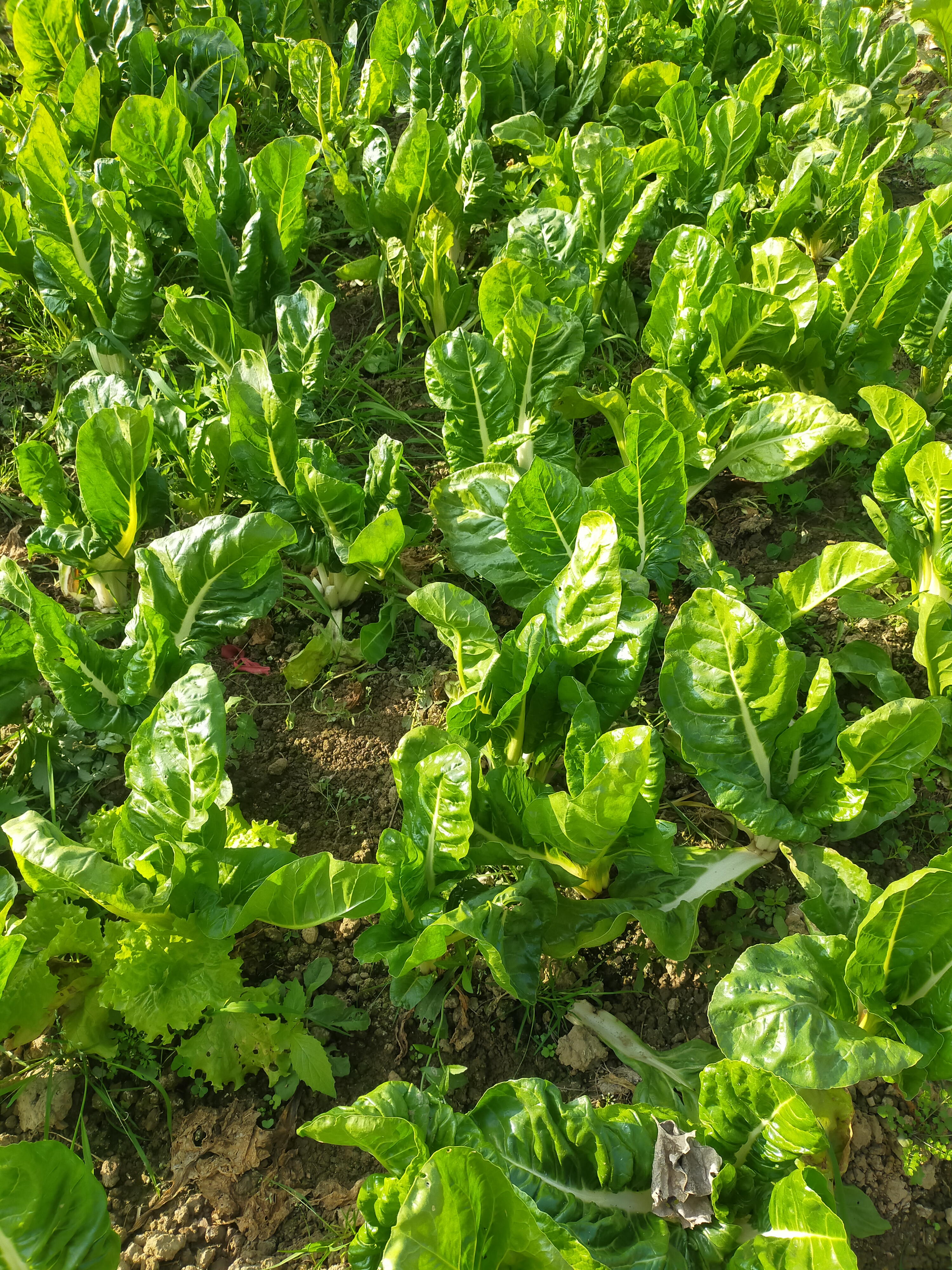 牛皮菜你以为真的像牛皮一样硬吗?