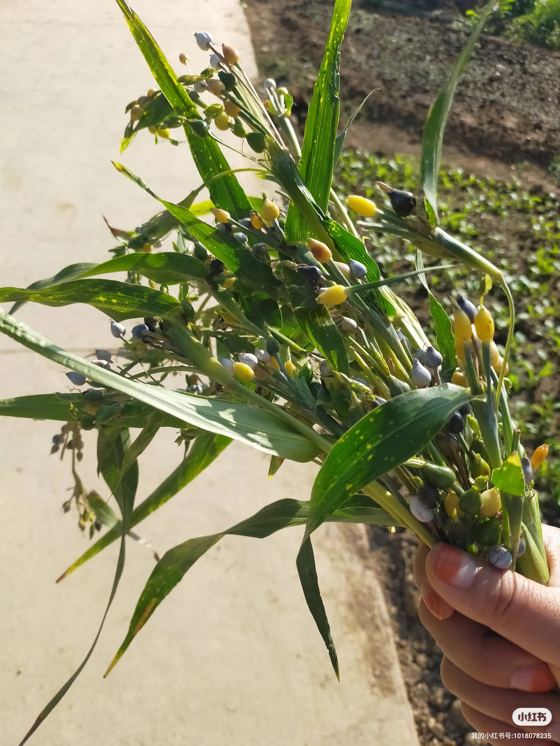 鸡翼菜植物图片图片