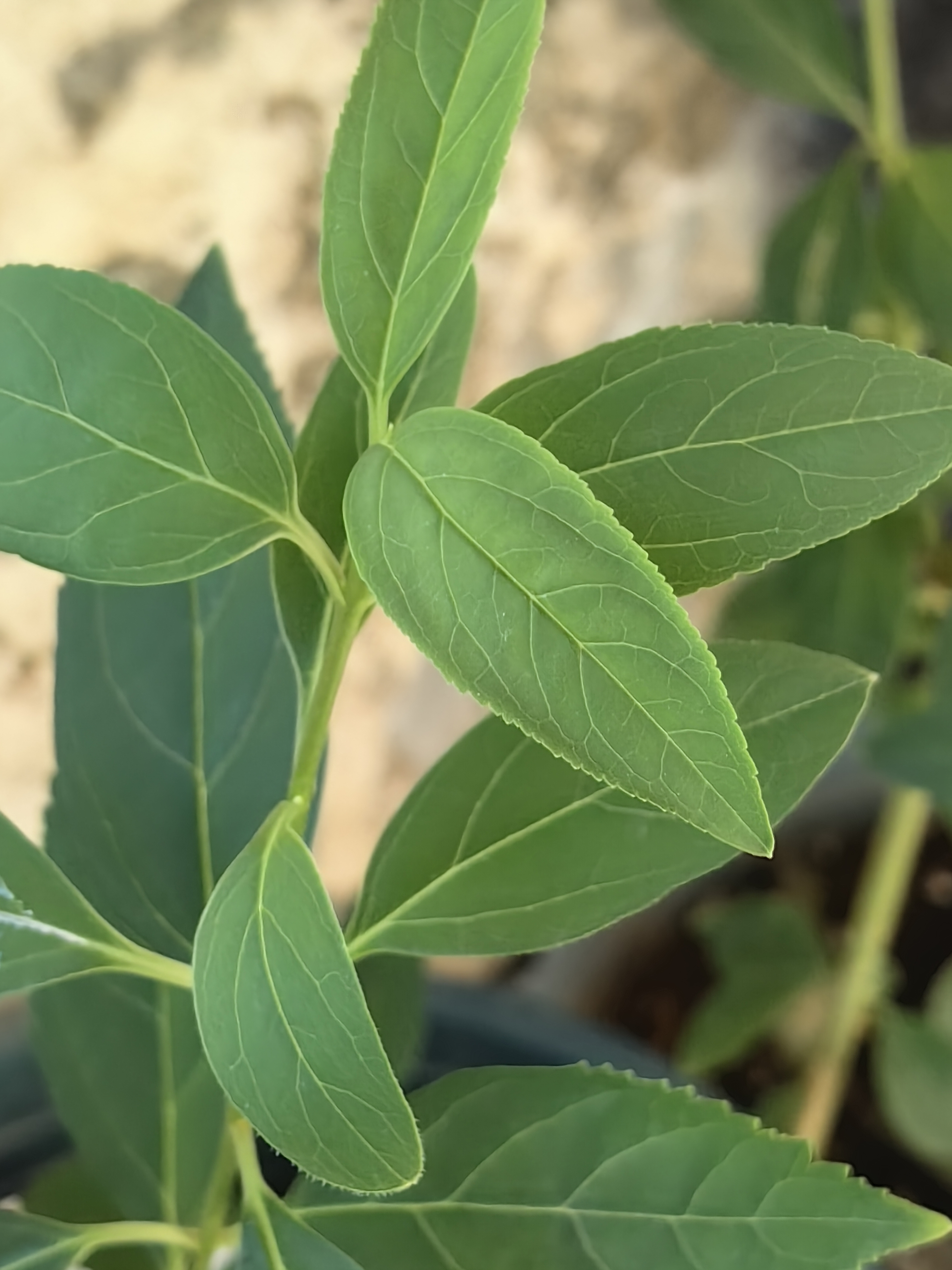 去年在淘宝上买的凌霄花光杆,拼多多买的风车茉莉光杆结果芽长叶是同