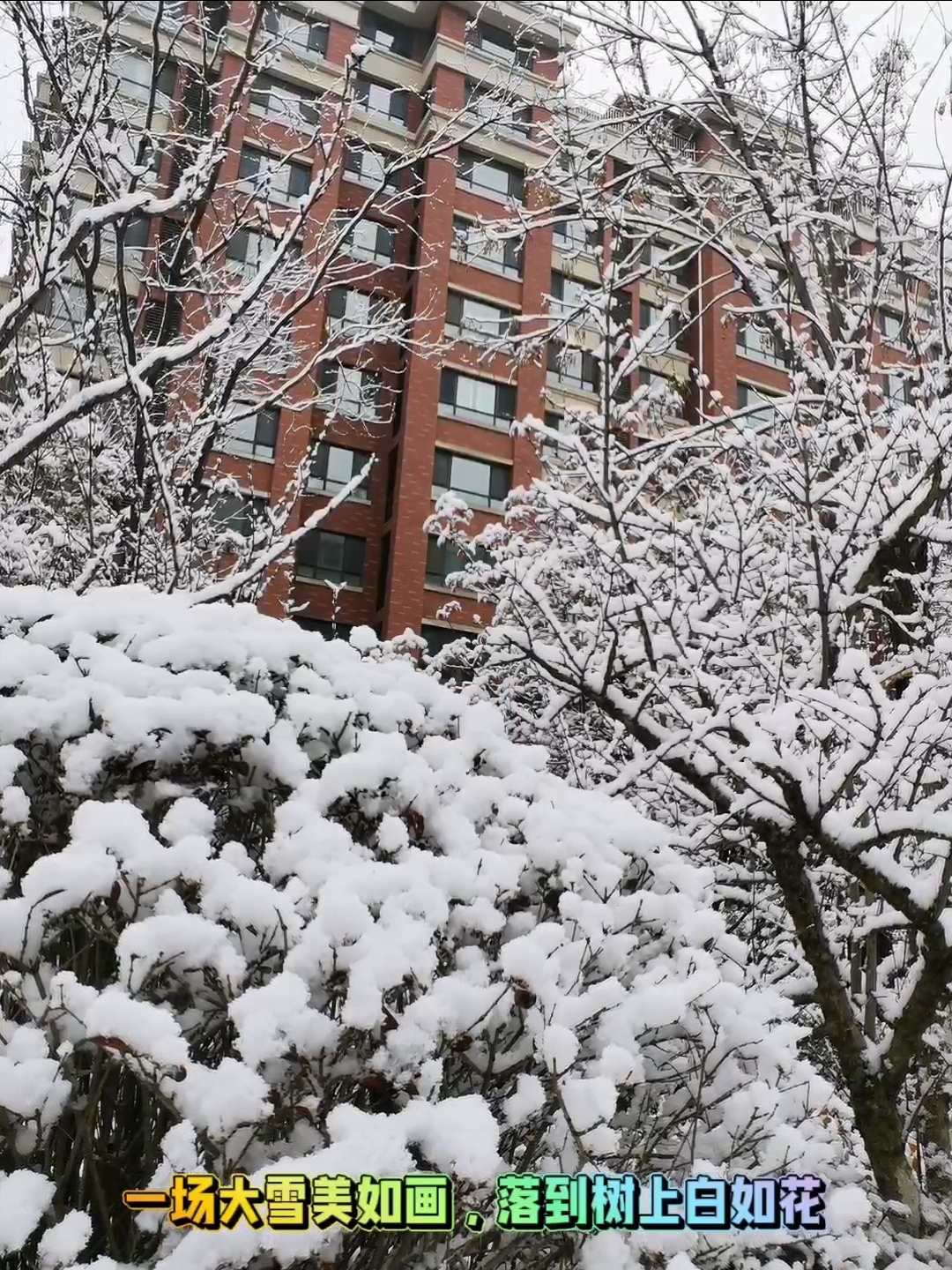 这雪景终于送货上门了# 天公作美,雪树银花,一场大雪美如画