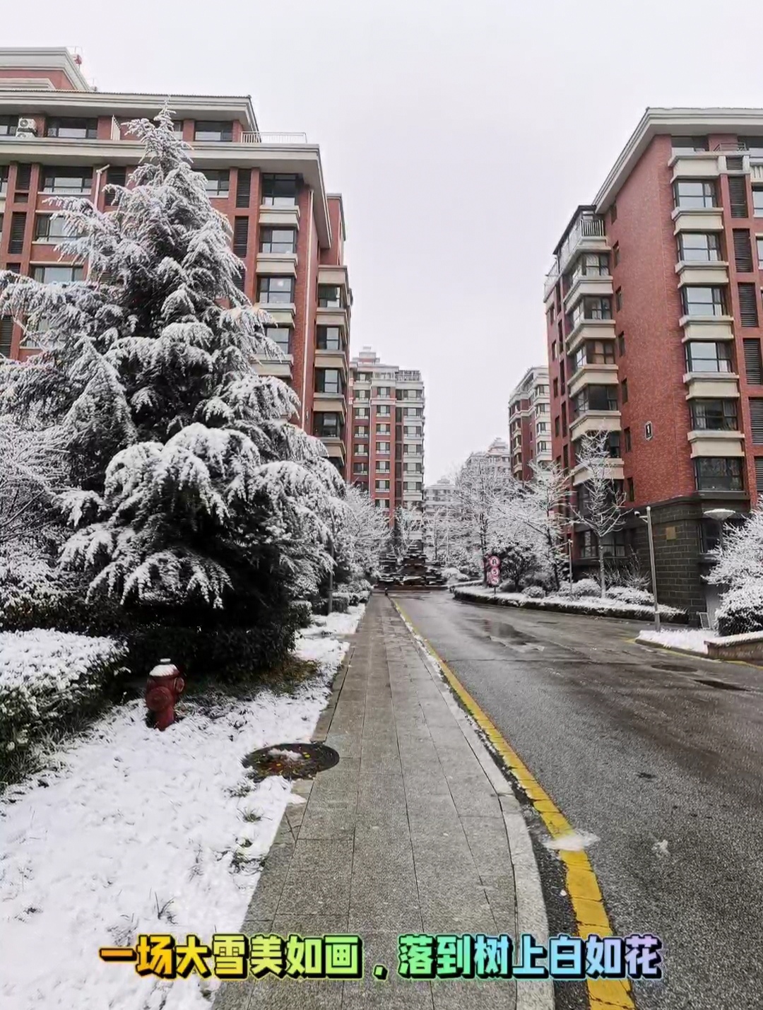 这雪景终于送货上门了# 天公作美,雪树银花,一场大雪美如画
