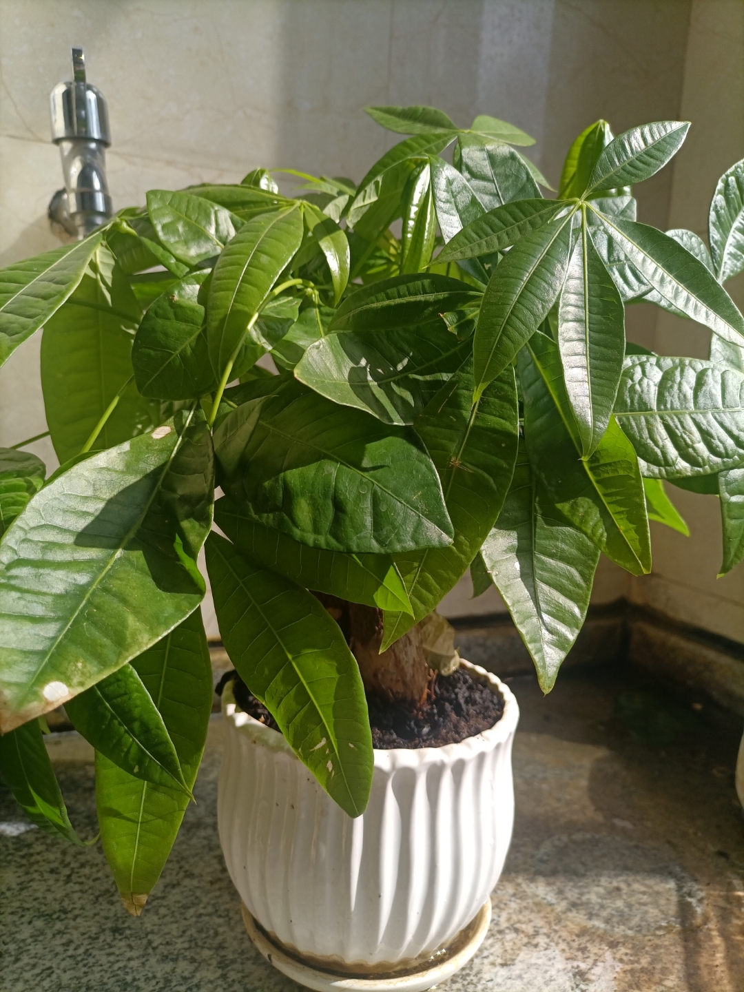 洗好澡以后分别给我的肉肉还有发财树浇了水把它们放在阳台晒晒太阳