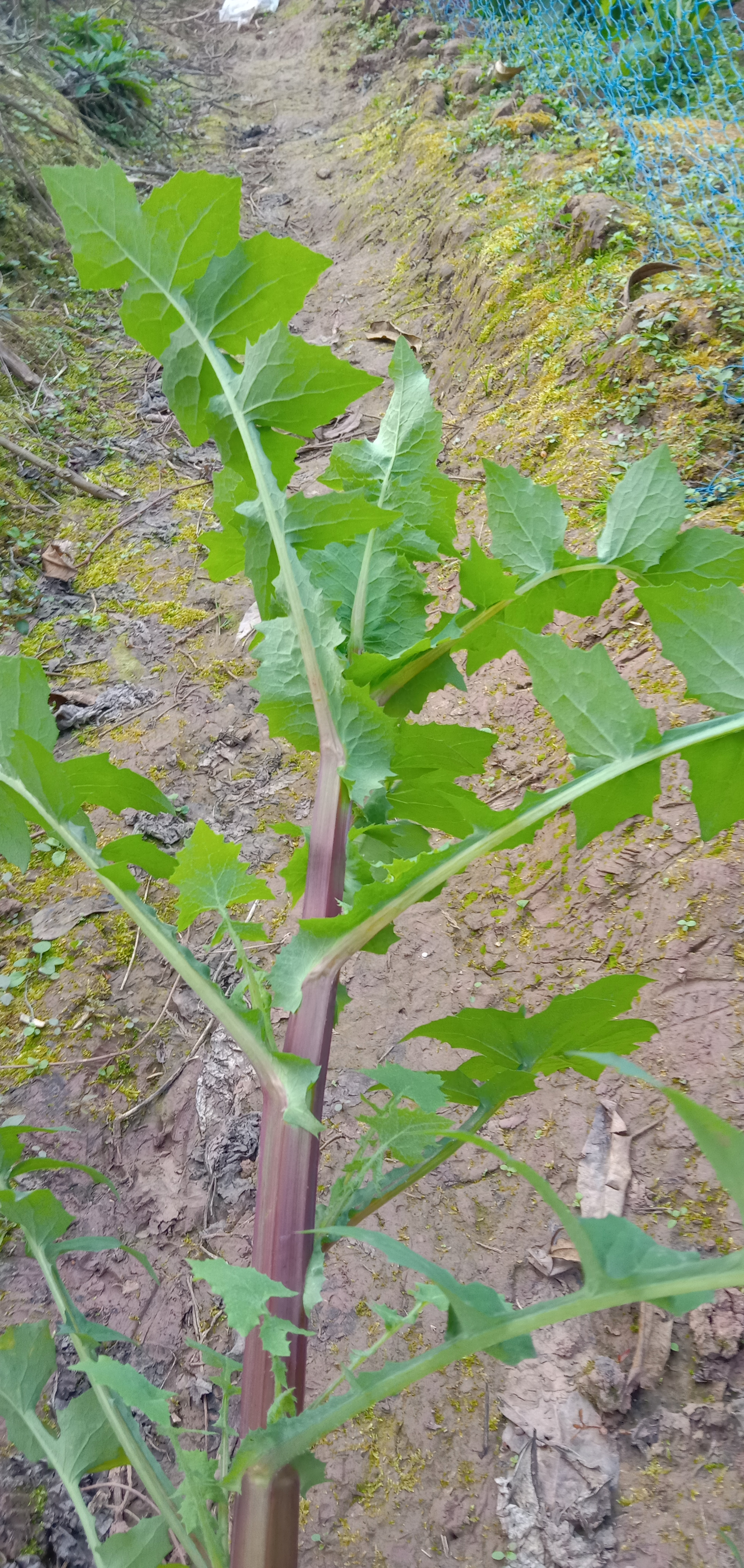 兔子吃的奶浆草图片