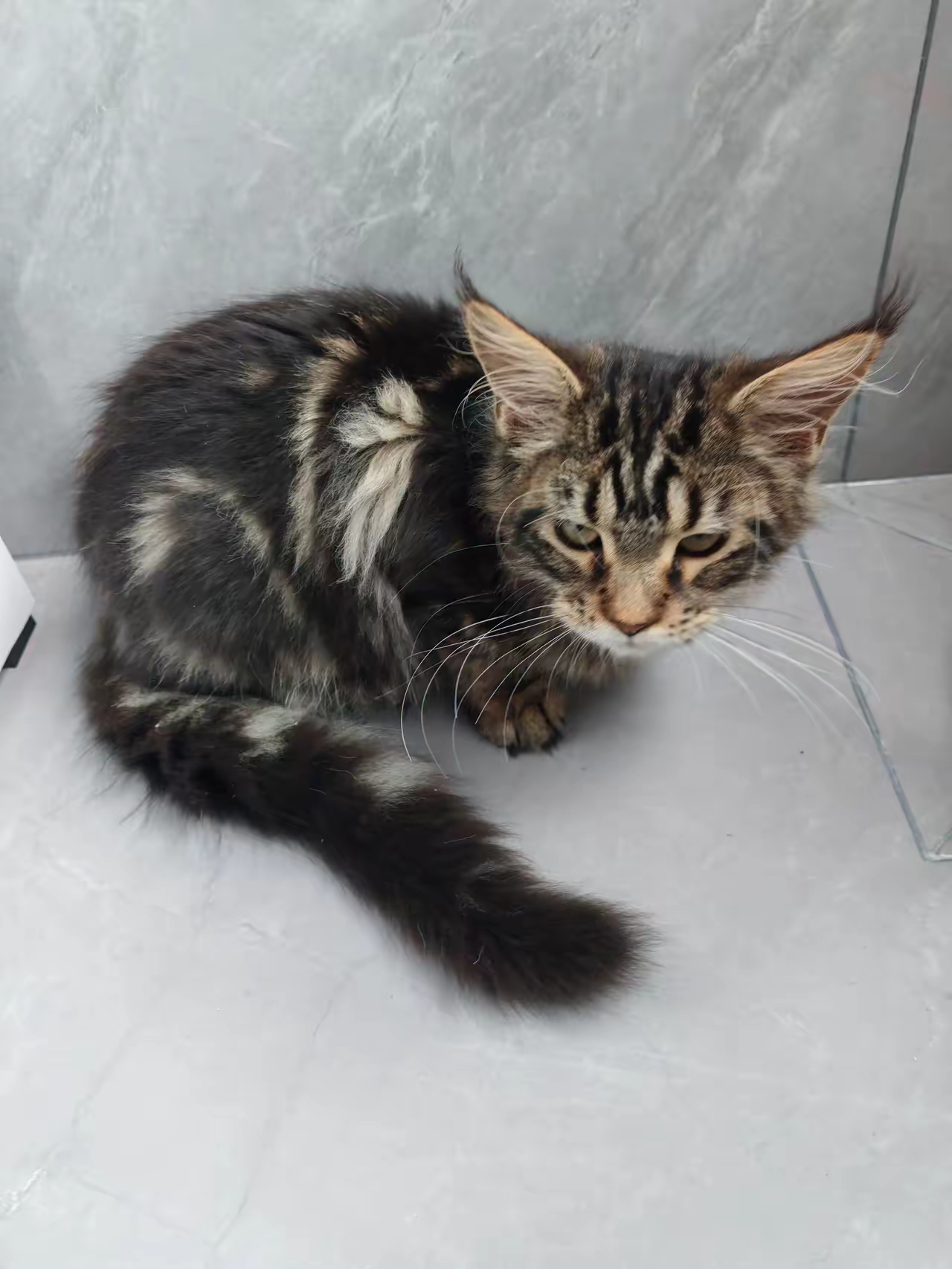 儿子捡回来一只流浪猫,我看着不像常见的家猫,模样怪怪的.