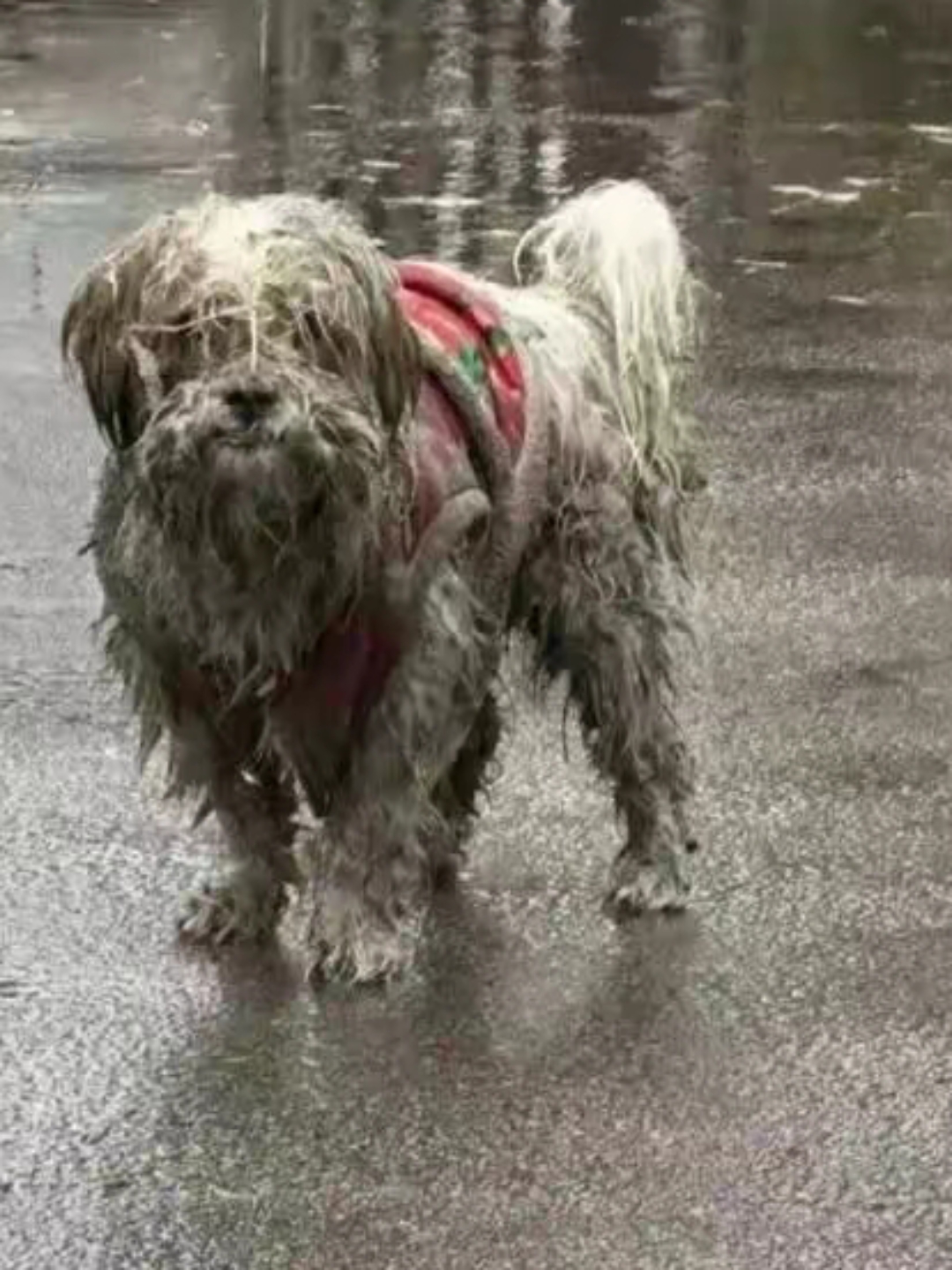 下雨了,一只流浪狗在街头晃悠.它浑身脏兮兮的,毛都打了结