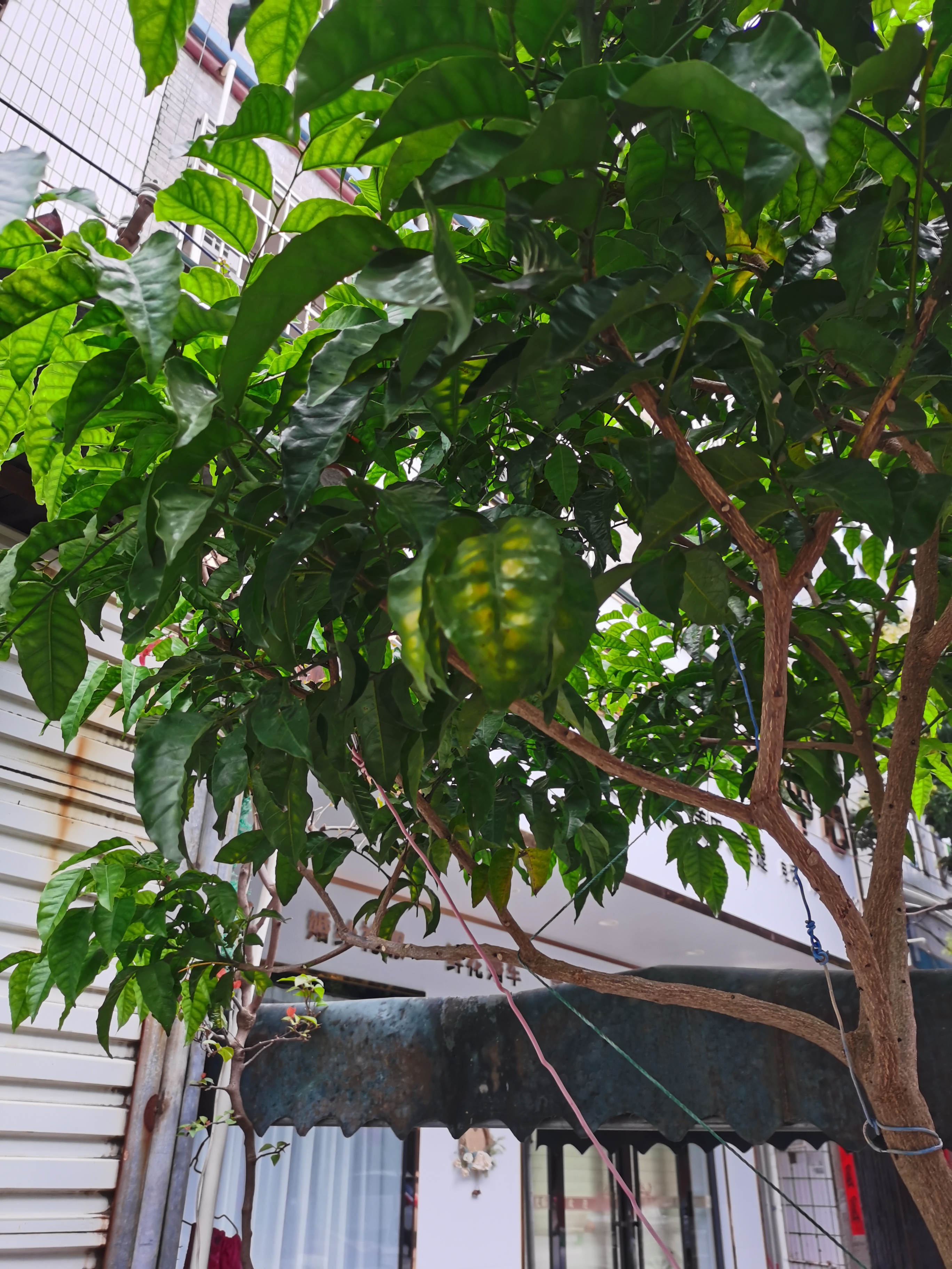 请问一下大家,我的黄皮果树老叶为什么会有这种黄斑,是有什么病吗