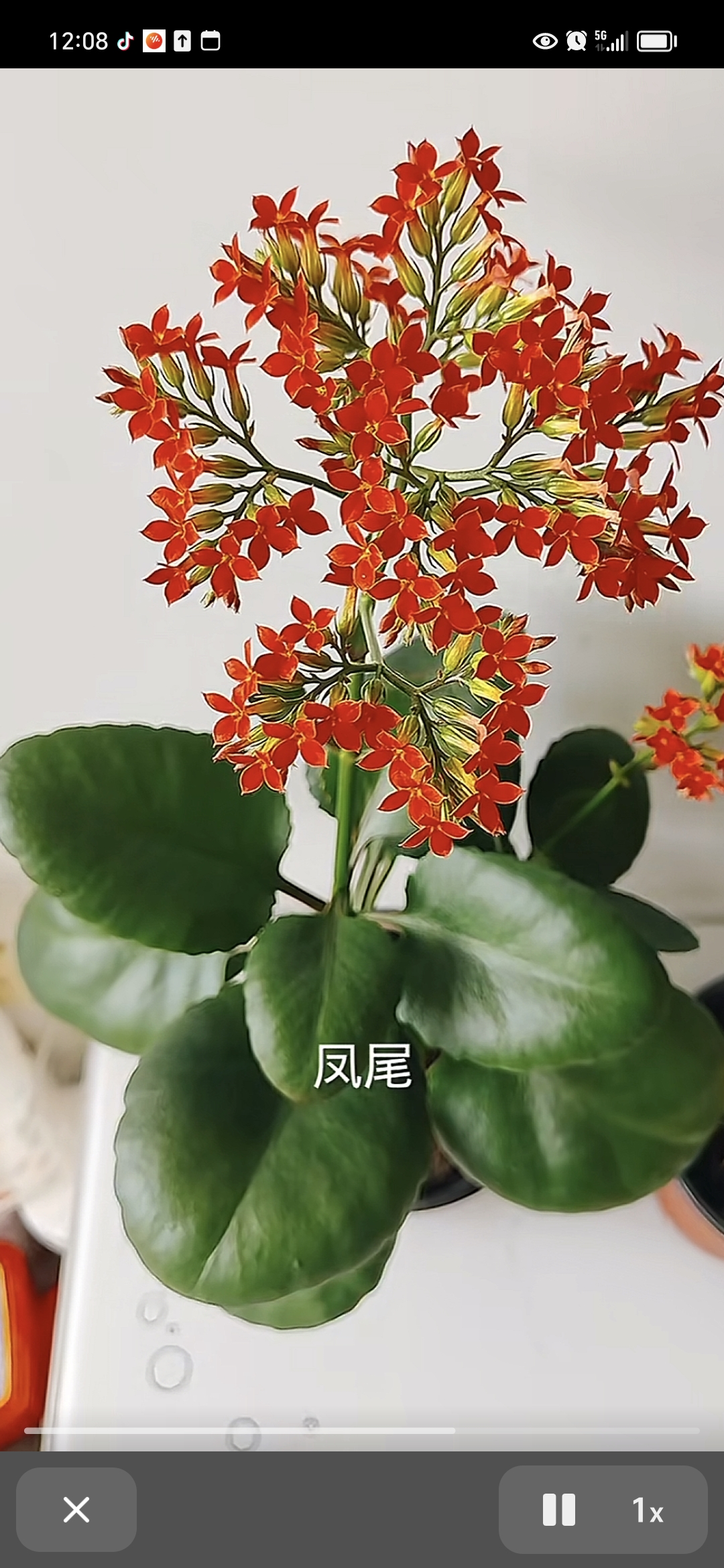 花开如火映吾室