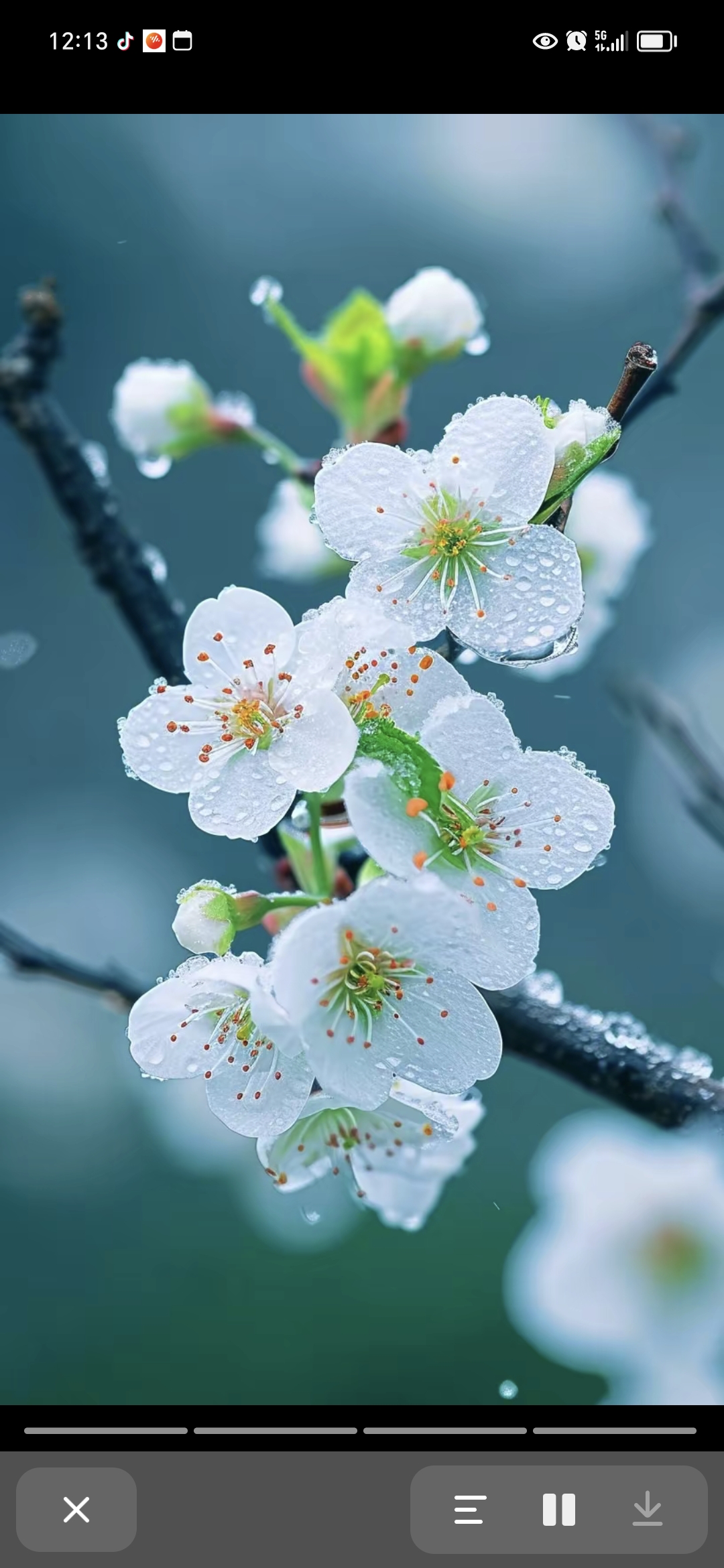 我爱冬日白梅花 傲雪凌霜气节佳 不畏严寒独自开 清香四溢沁心怀.