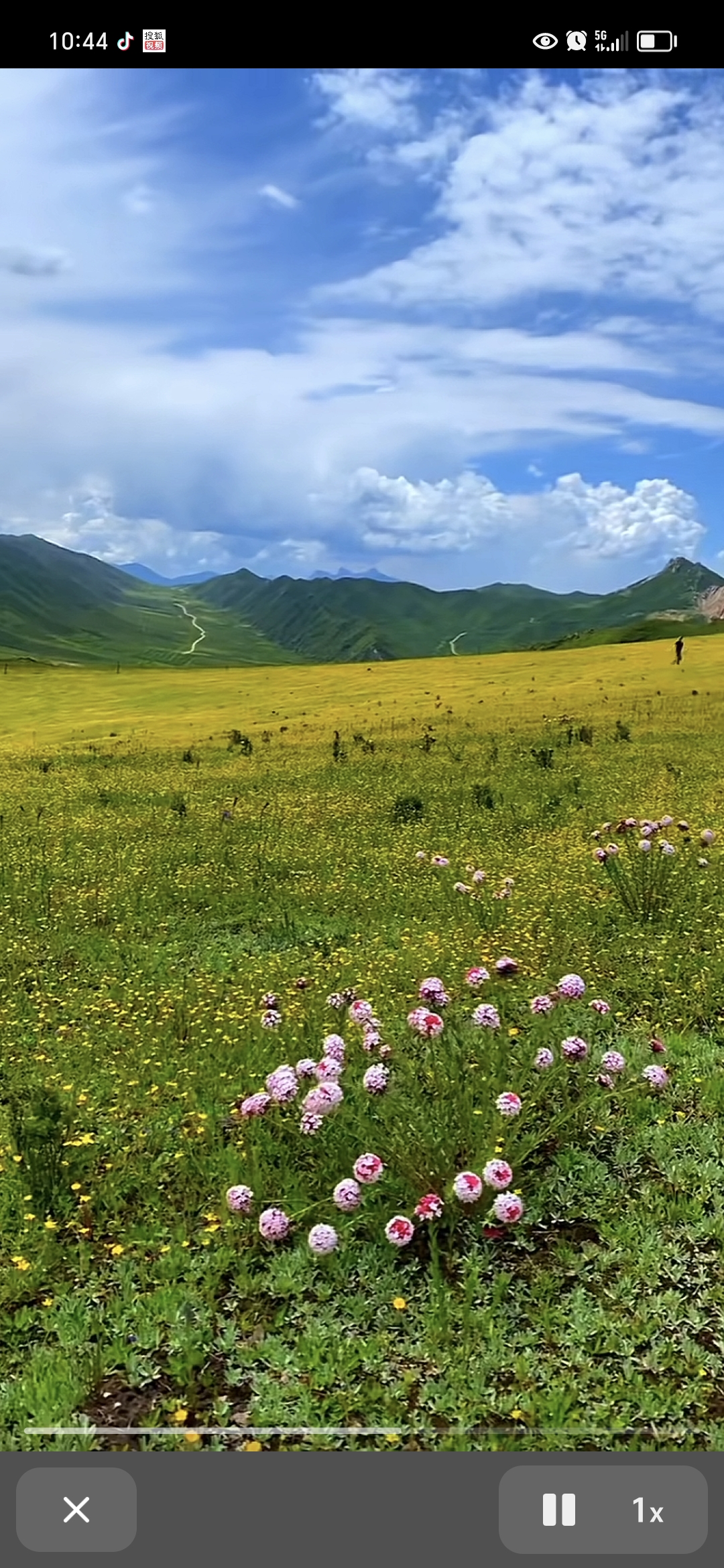 大草原风景图片花草图片