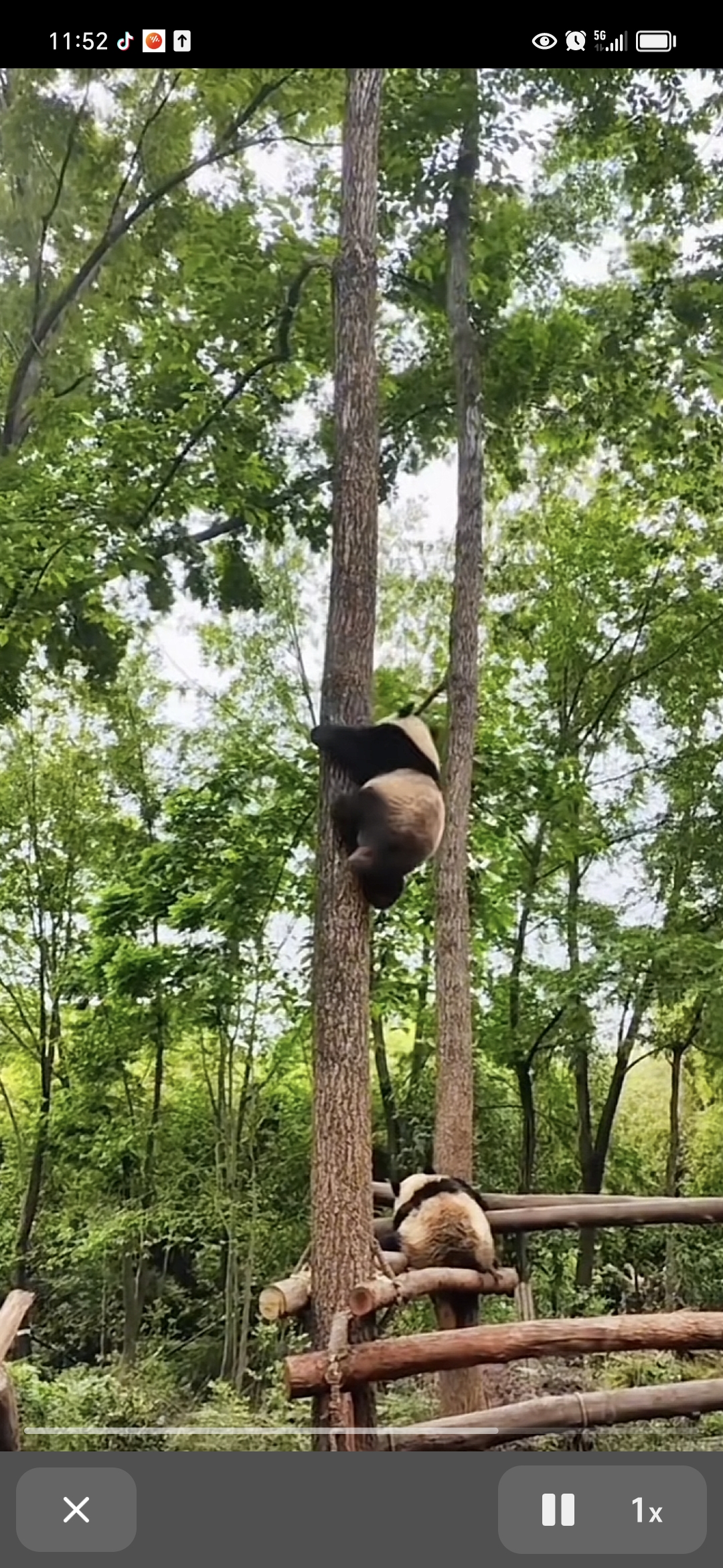 78熊猫爬树大揭秘