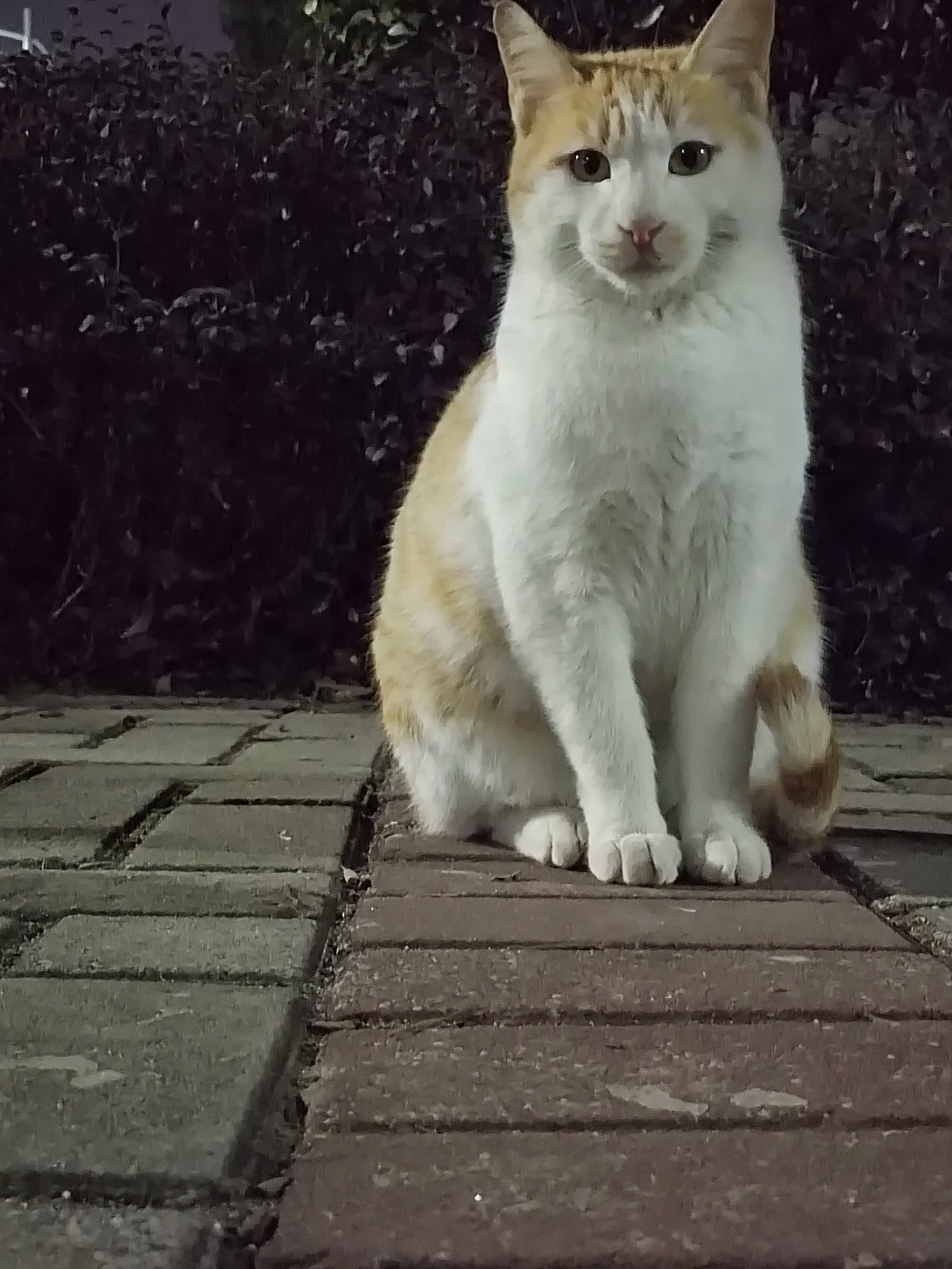 高冷的猫咪 霸气侧漏