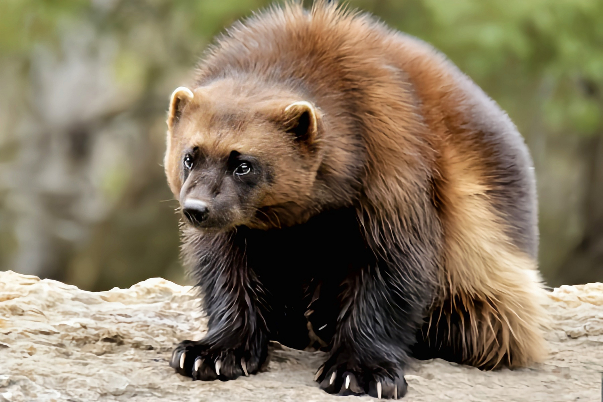 貂熊外形似熊实际上它是鼬科哺乳动物,共6个亚种.