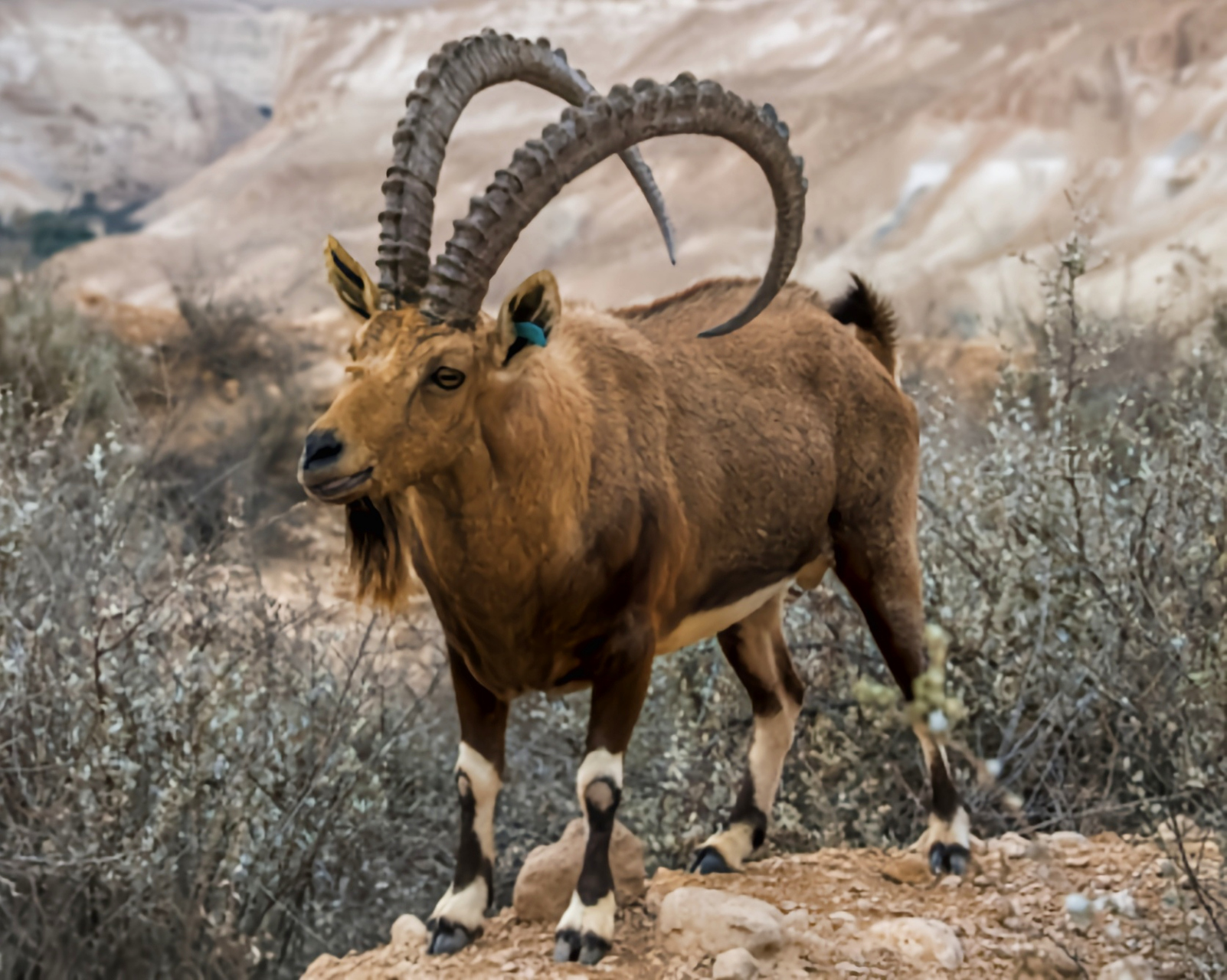 努比亚羱羊是伊拉克国兽,栖息于海拔3500-6000m的寒冷高原地区.