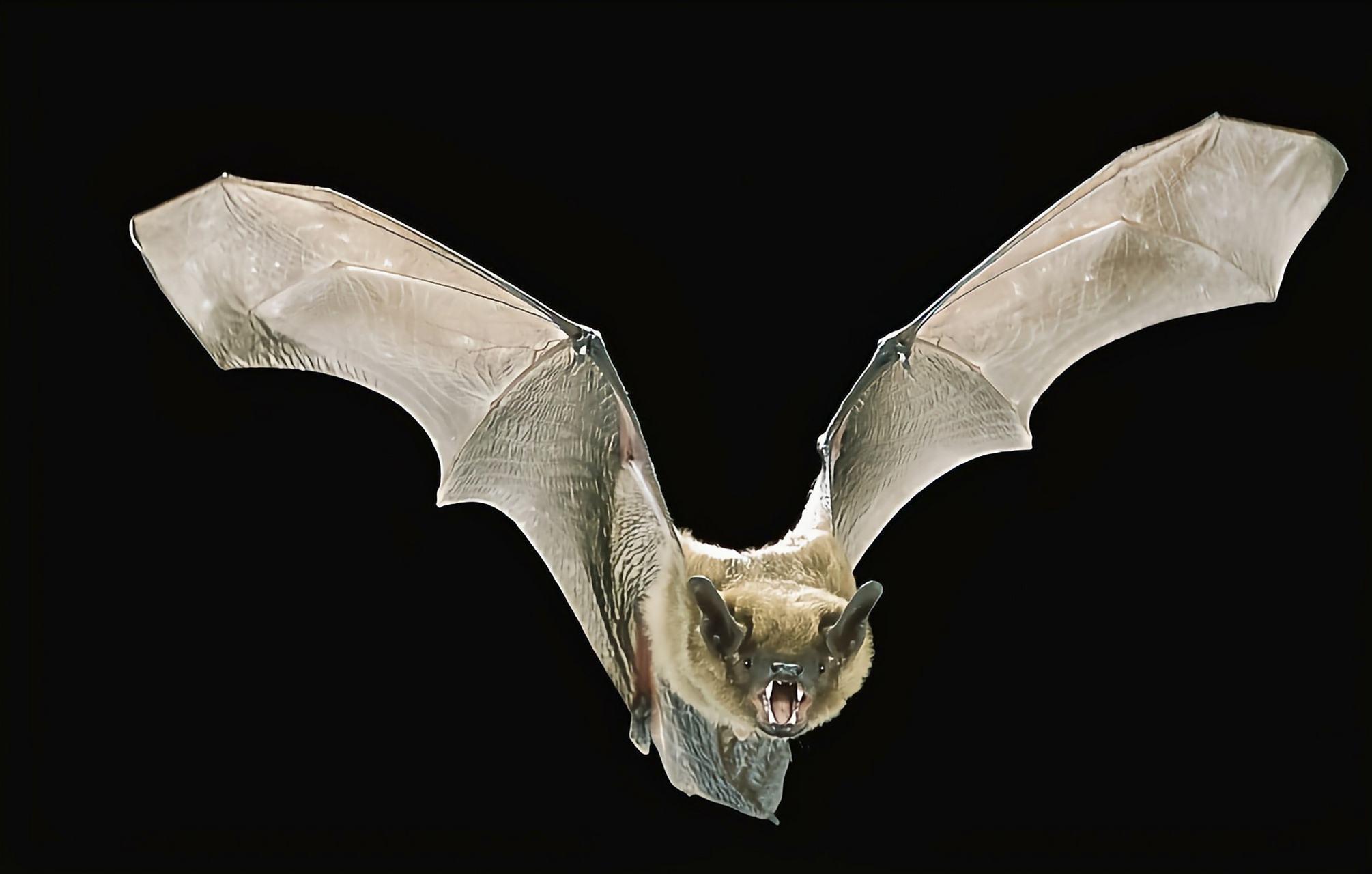 普通蝙蝠是蝙蝠科哺乳动物,广泛分布于欧洲,亚洲,自西欧至太平洋沿岸