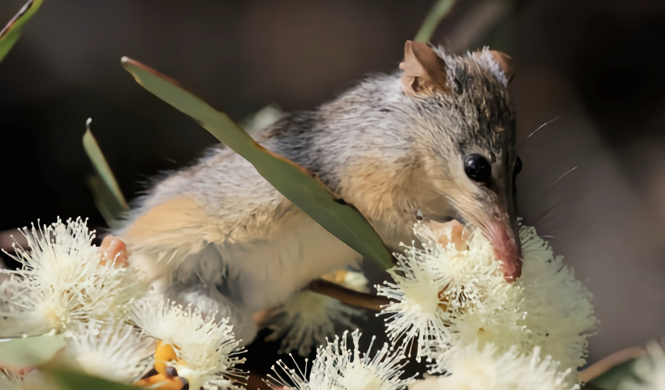 长吻袋貂是袋貂科唯一物种,只生活在澳大利亚西南部森林和灌木丛地区.