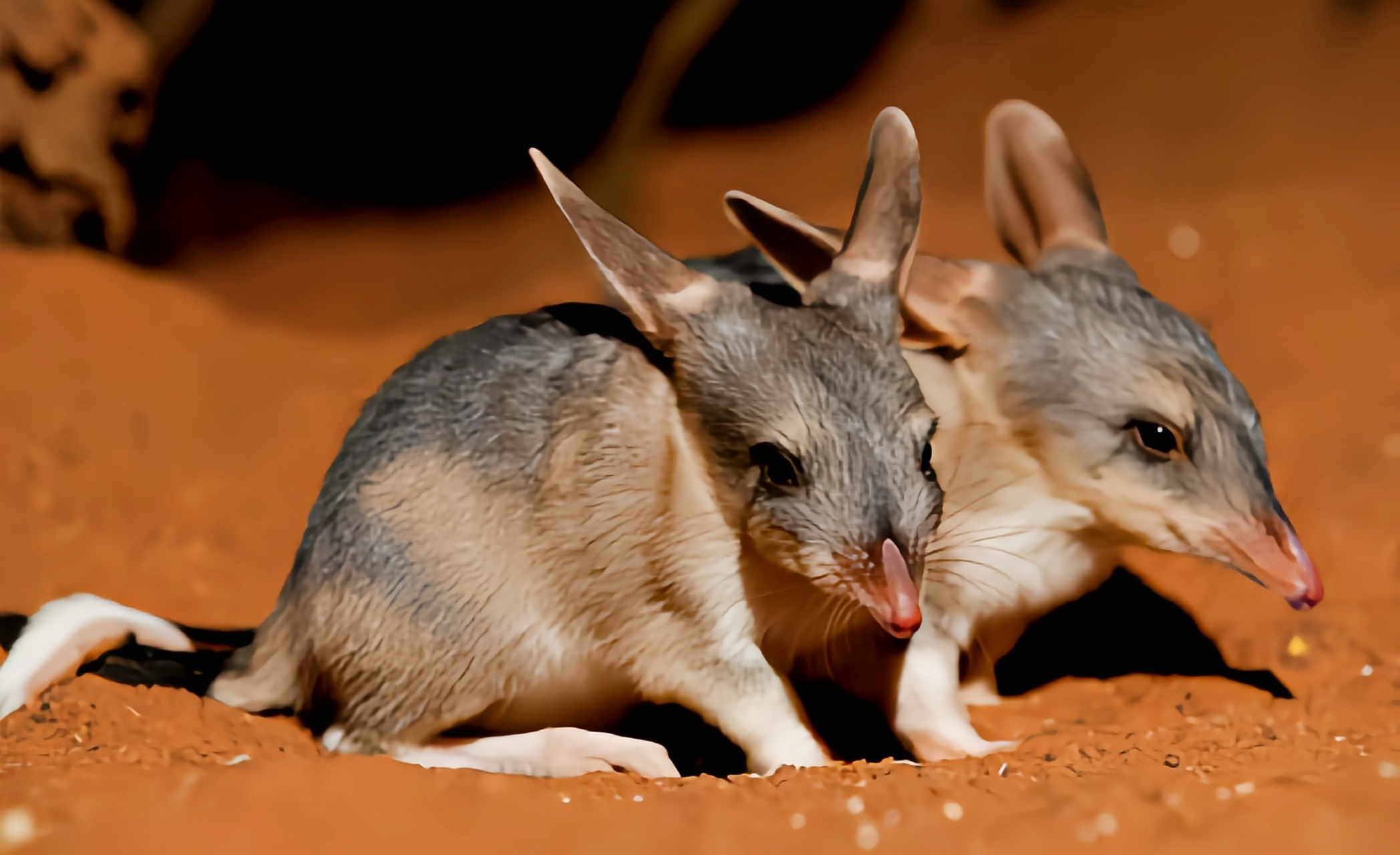 兔耳袋狸生活在澳大利亚西北部干旱,炎热的地带.