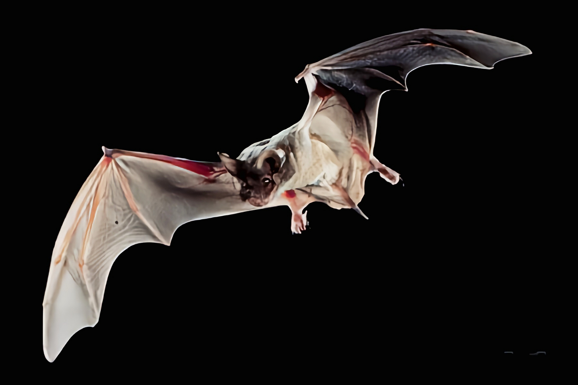 (图片来自网络)