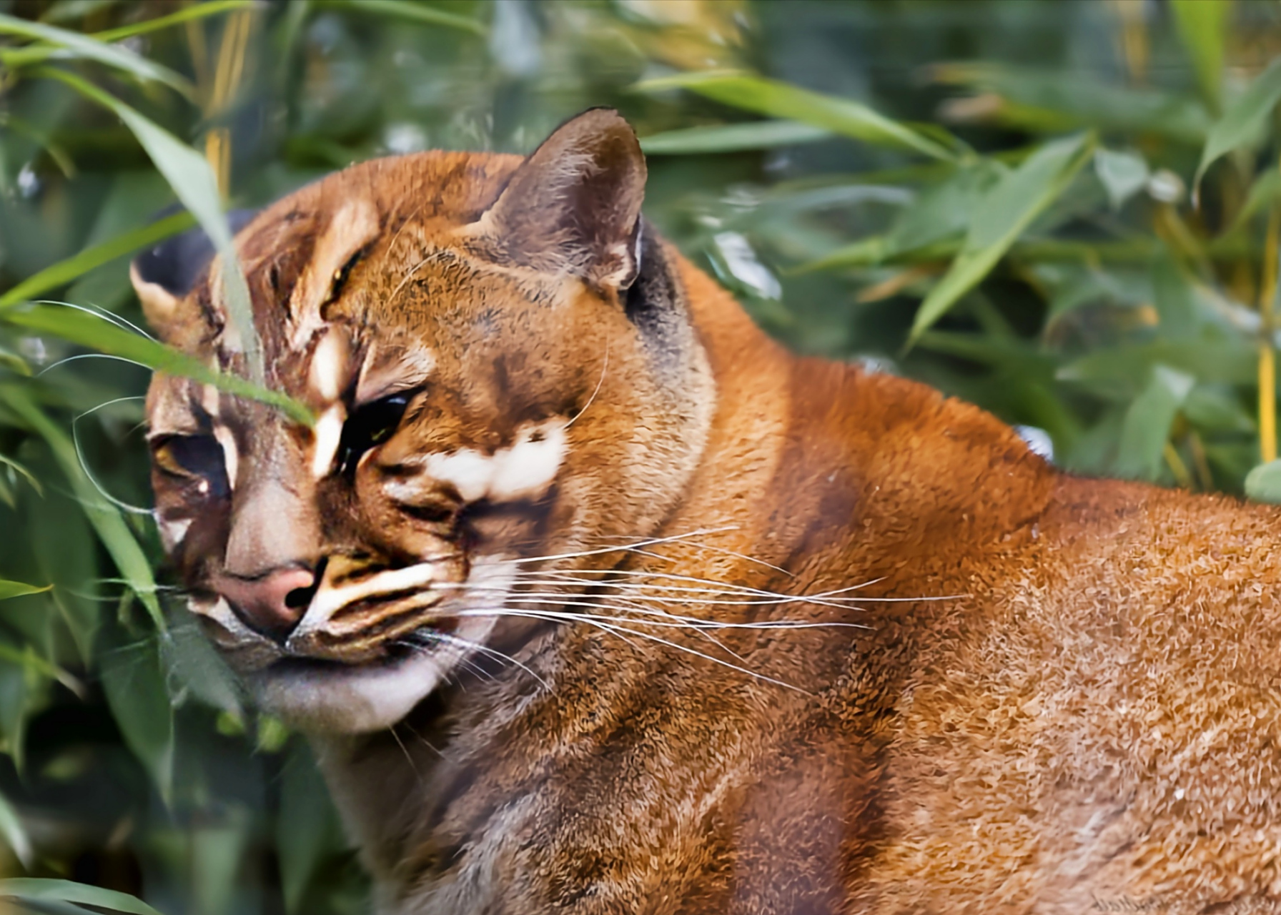 金猫是生活在亚洲东南部,中南半岛热带和亚热带森林的中型猫科动物